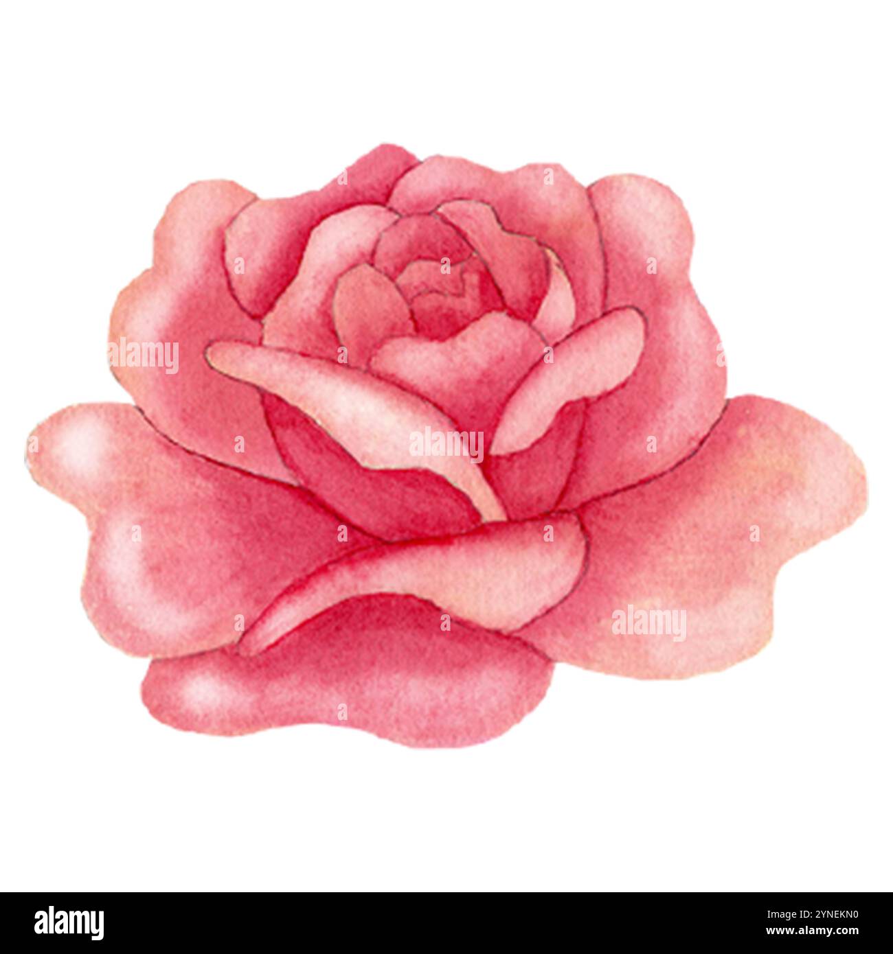 Simple watercolor pink rose isolated on white background Stock Photo ...