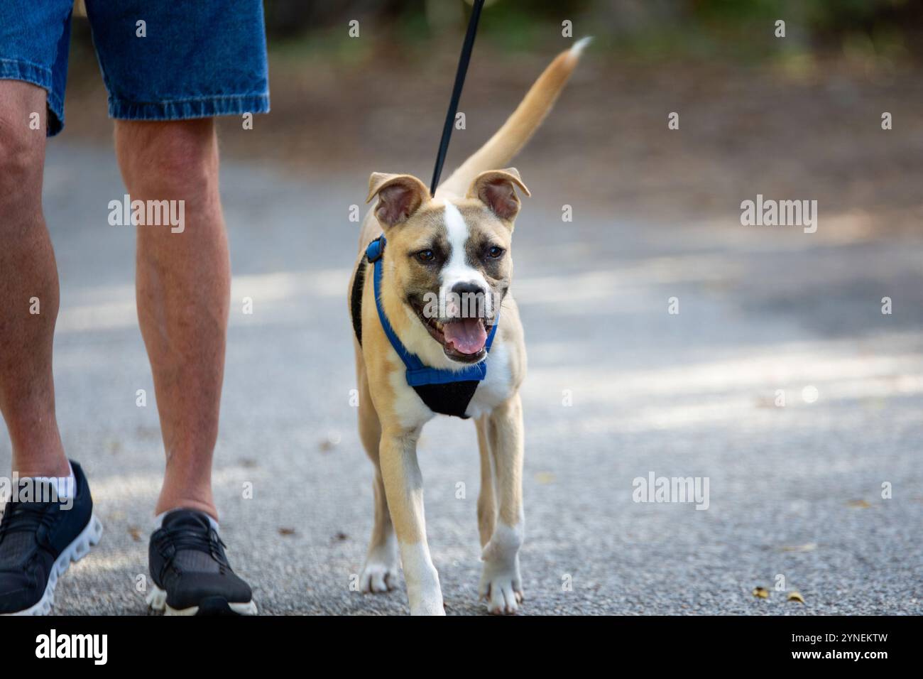 Dog walking harness hi-res stock photography and images - Alamy