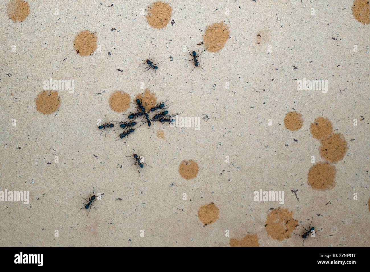 Insects background illustration hi-res stock photography and images - Alamy