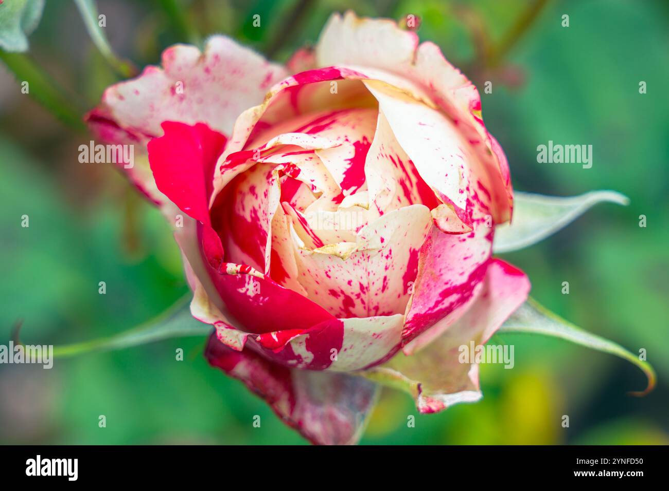 A beautiful rosebud, delicately closed, is on the verge of opening in all its splendor. Its petals, still wrapped in their early stage. Stock Photo