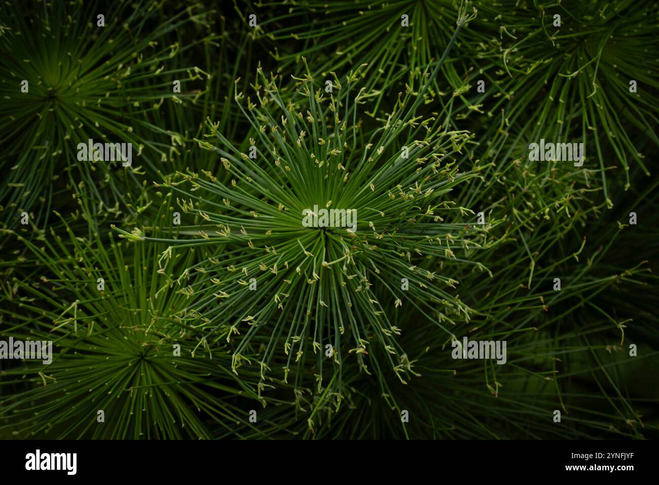 Green flowering plant hi-res stock photography and images - Alamy