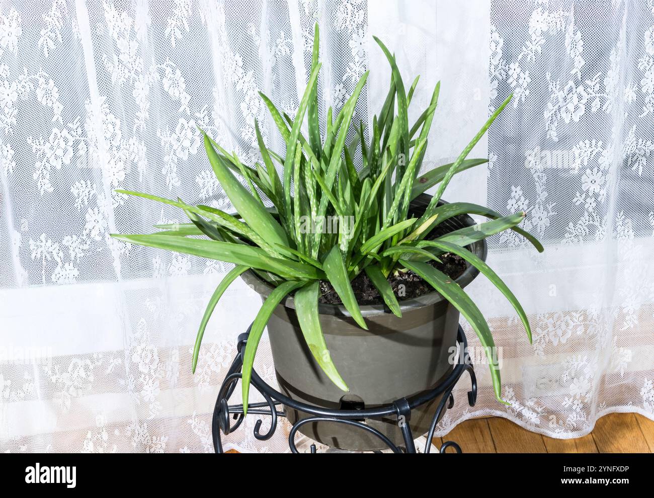 True aloe aloe vera aloe hi-res stock photography and images - Alamy