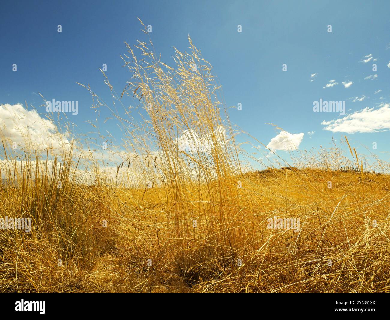 Golden field oat plants hi-res stock photography and images - Alamy