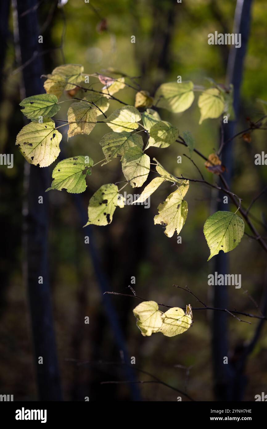 Woodland leaves hi-res stock photography and images - Alamy