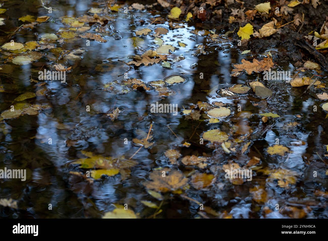 Leaves floating in water leaves hi-res stock photography and images - Alamy