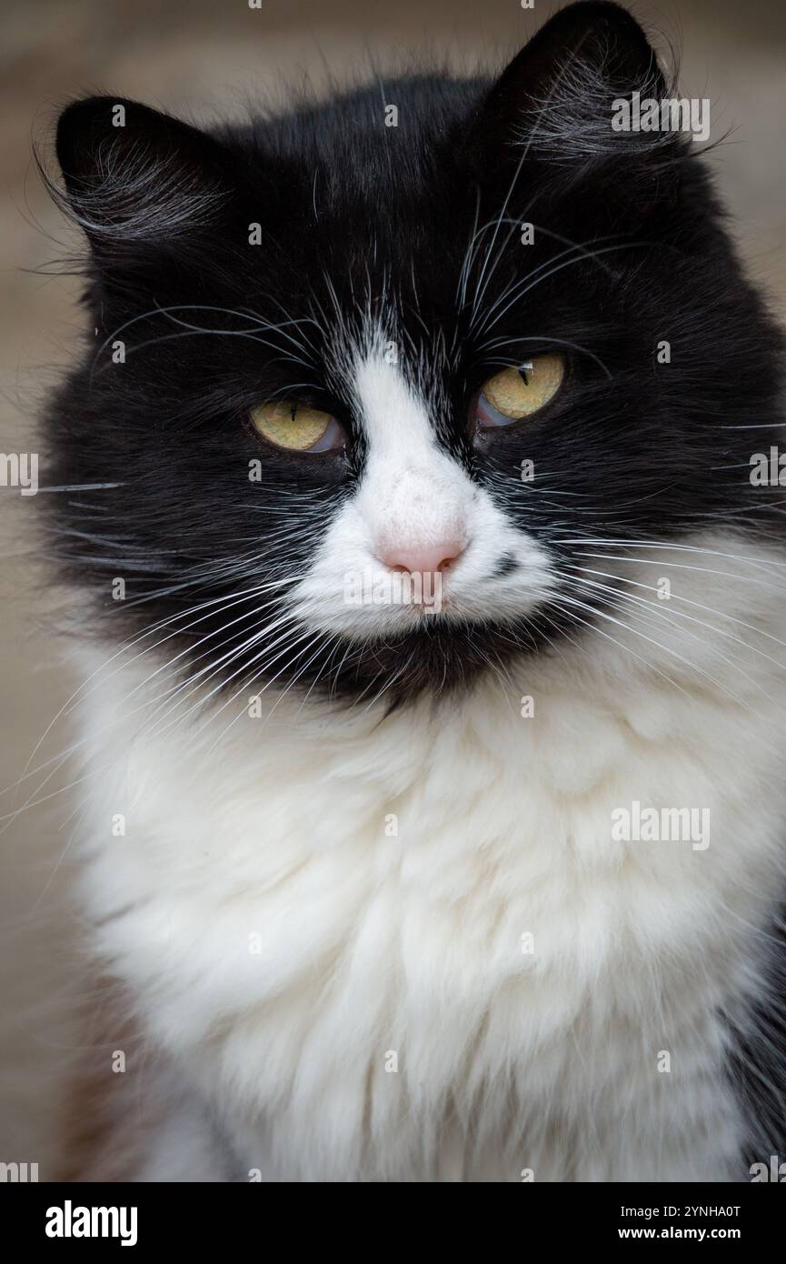 Cat fur discoloration hi-res stock photography and images - Alamy