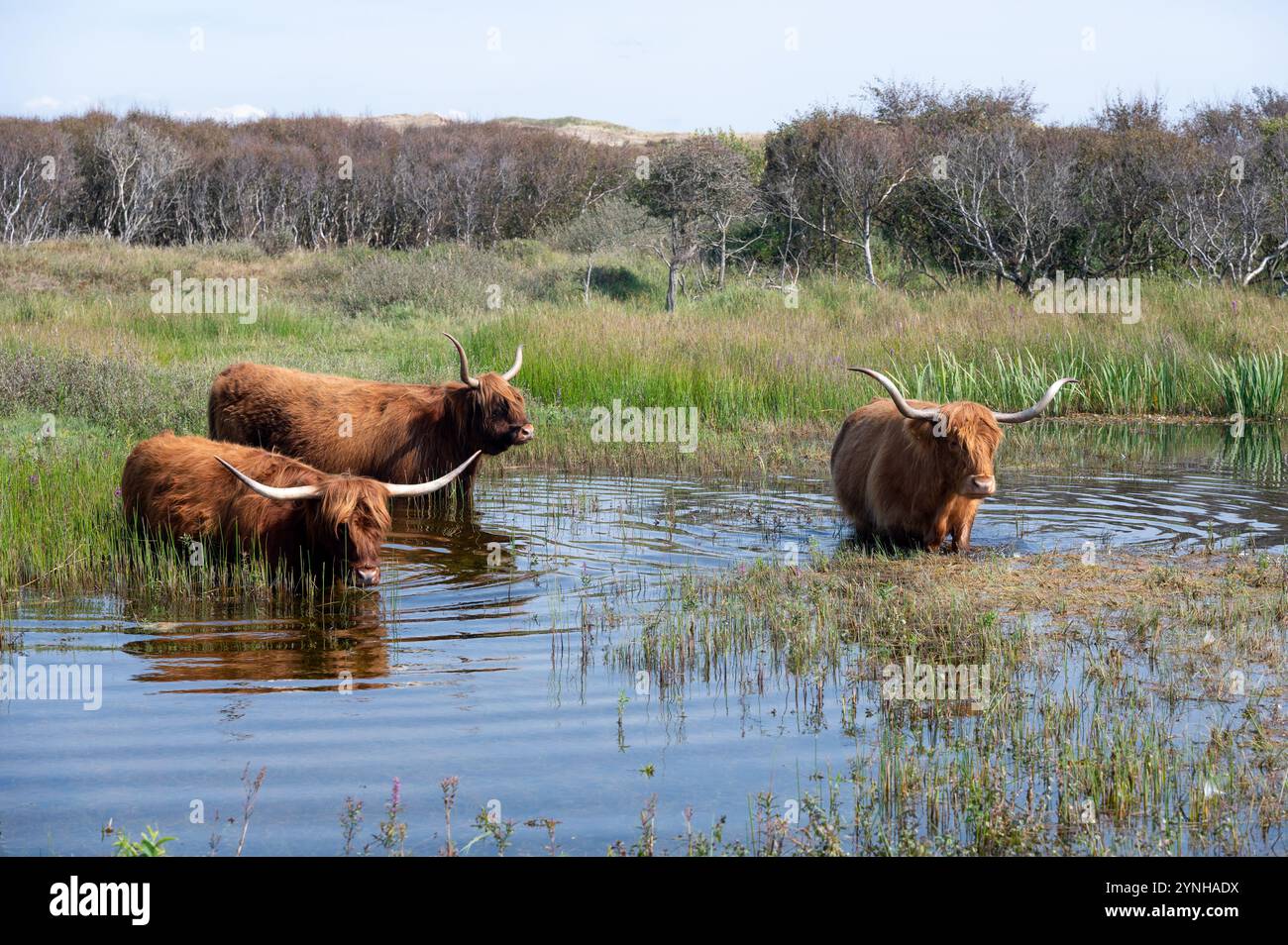 Scottish Highland cattle stand in the water on the shore of a small ...
