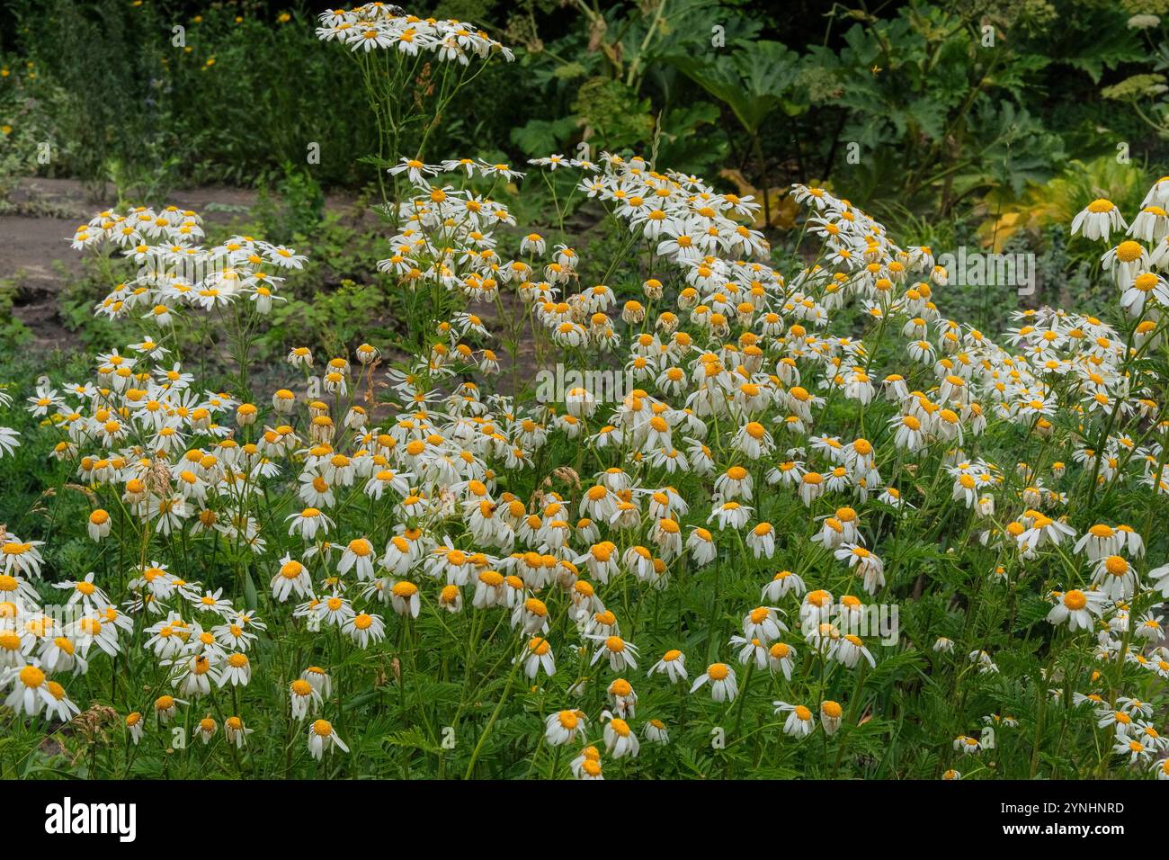 Pharmacy chamomile in meadow. Bright floral background. Romantic blooming flowers. Cottage garden. Stock Photo