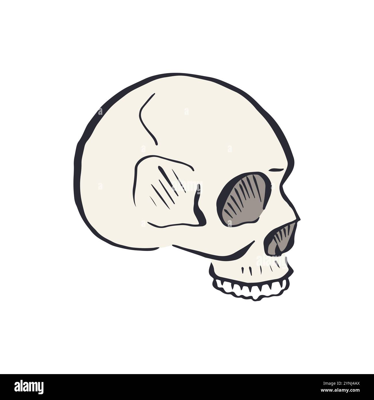 Hand drawn sketchy human skull isolated on white background Stock ...