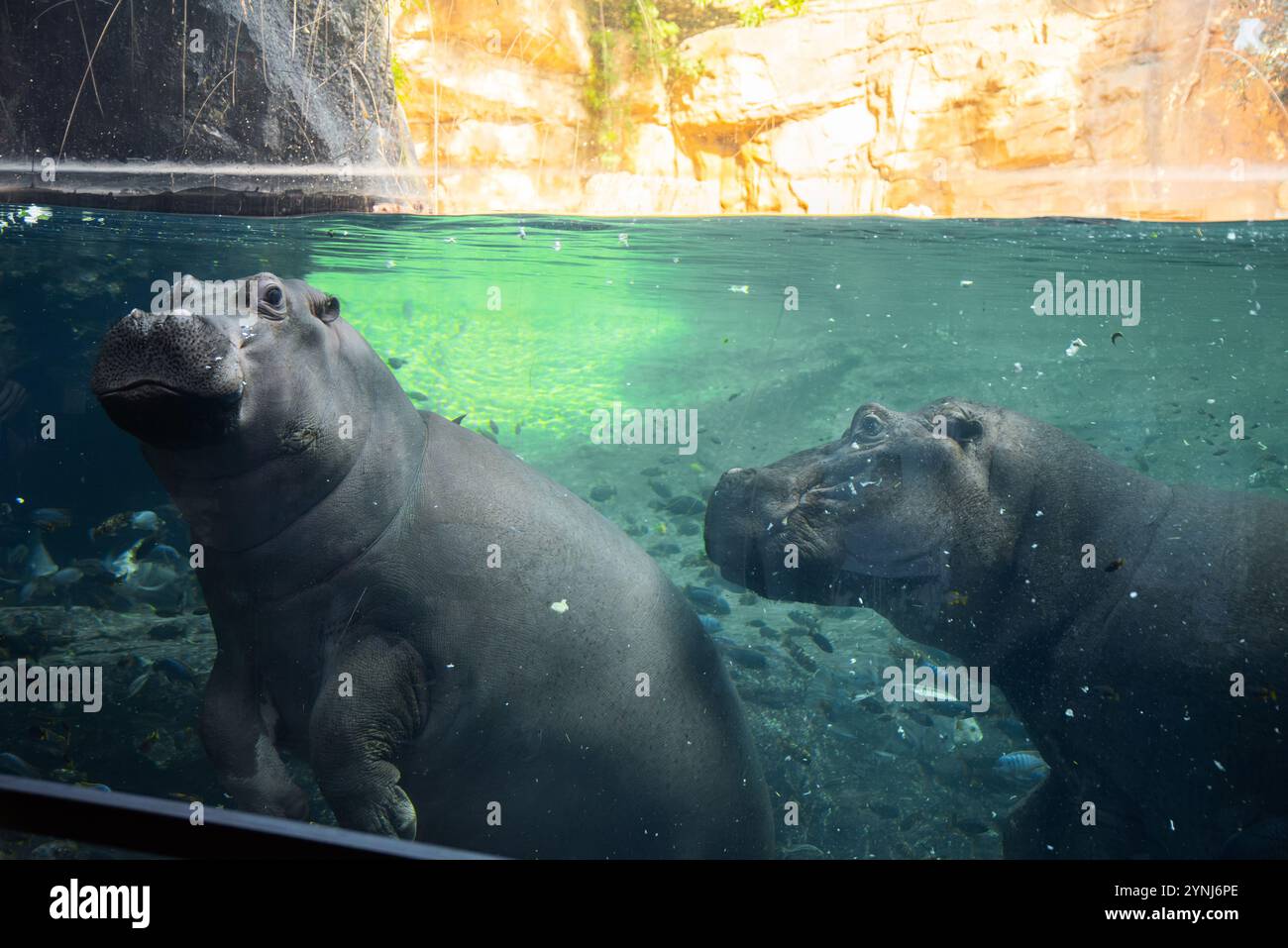 hypopotamus underwater in Valencia Biopark Stock Photo