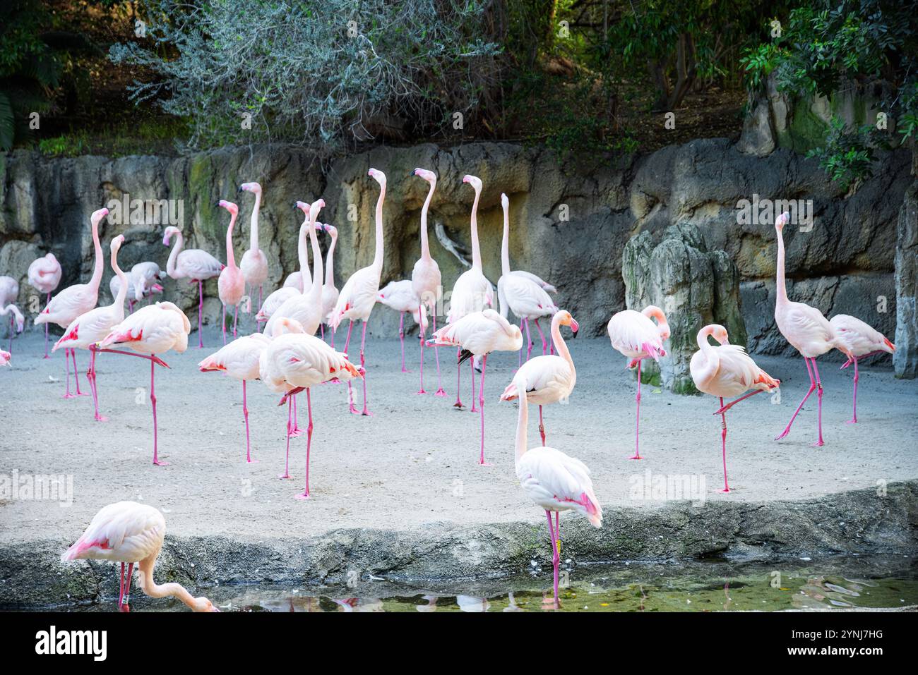 Pink flamingos in the wild stock photo alamy