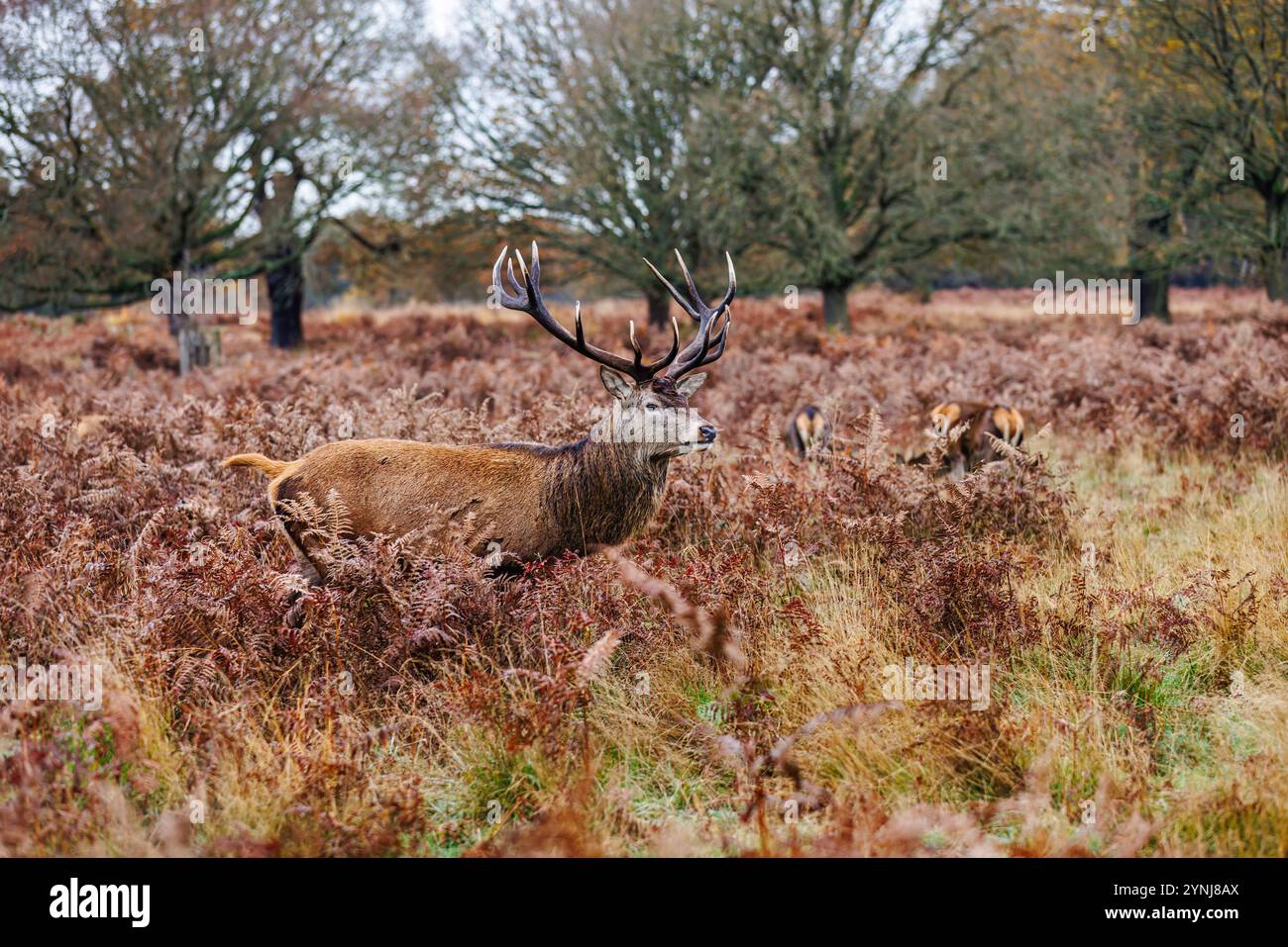 A red deer (Cervus elaphus) stag with large antlers in Richmond Park, in Richmond upon Thames, London, south-east England in the winter rutting season Stock Photo