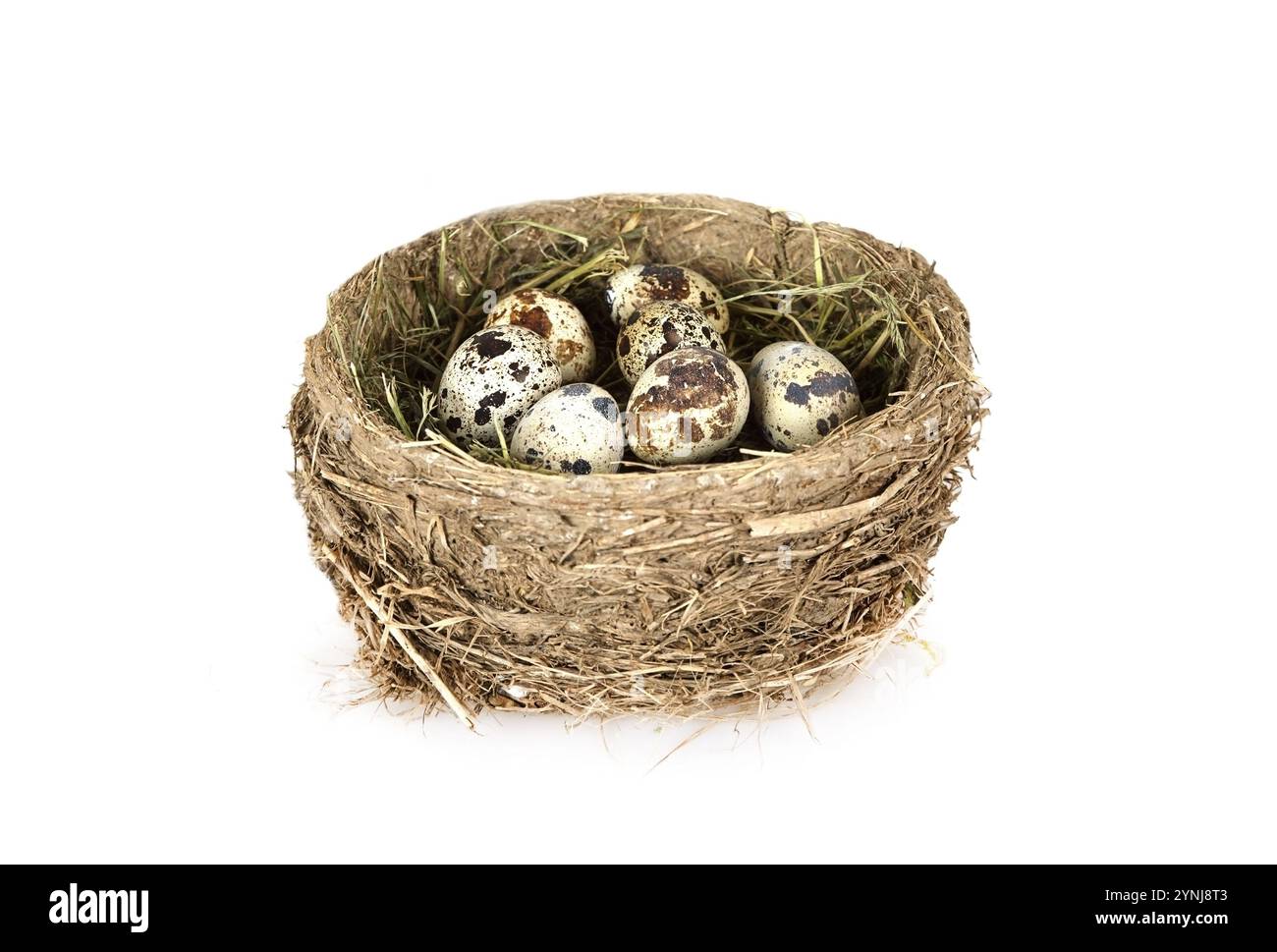 Bird's nest with eggs isolated on white background Stock Photo - Alamy