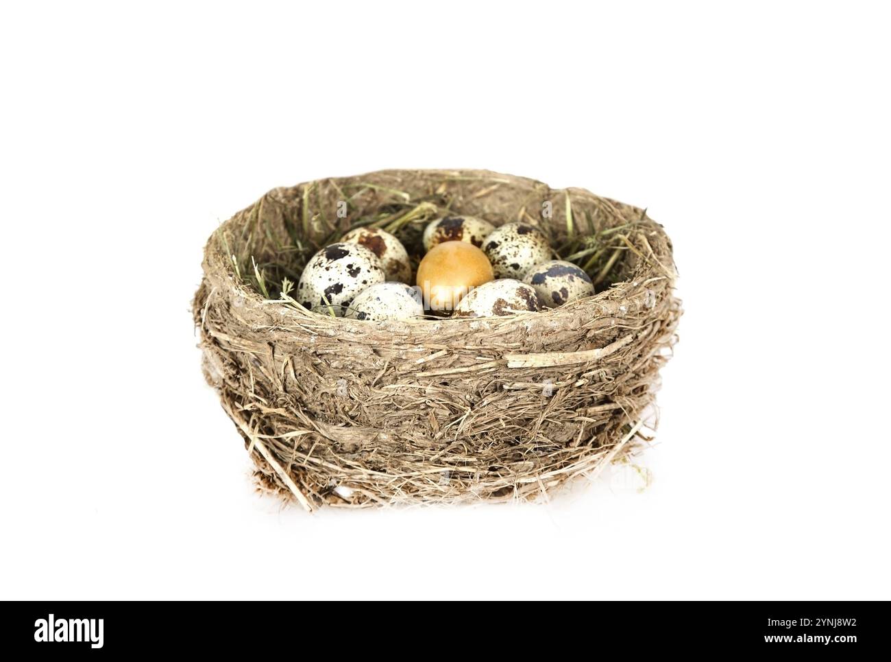 Bird's nest with eggs and one golden egg isolated on white background ...