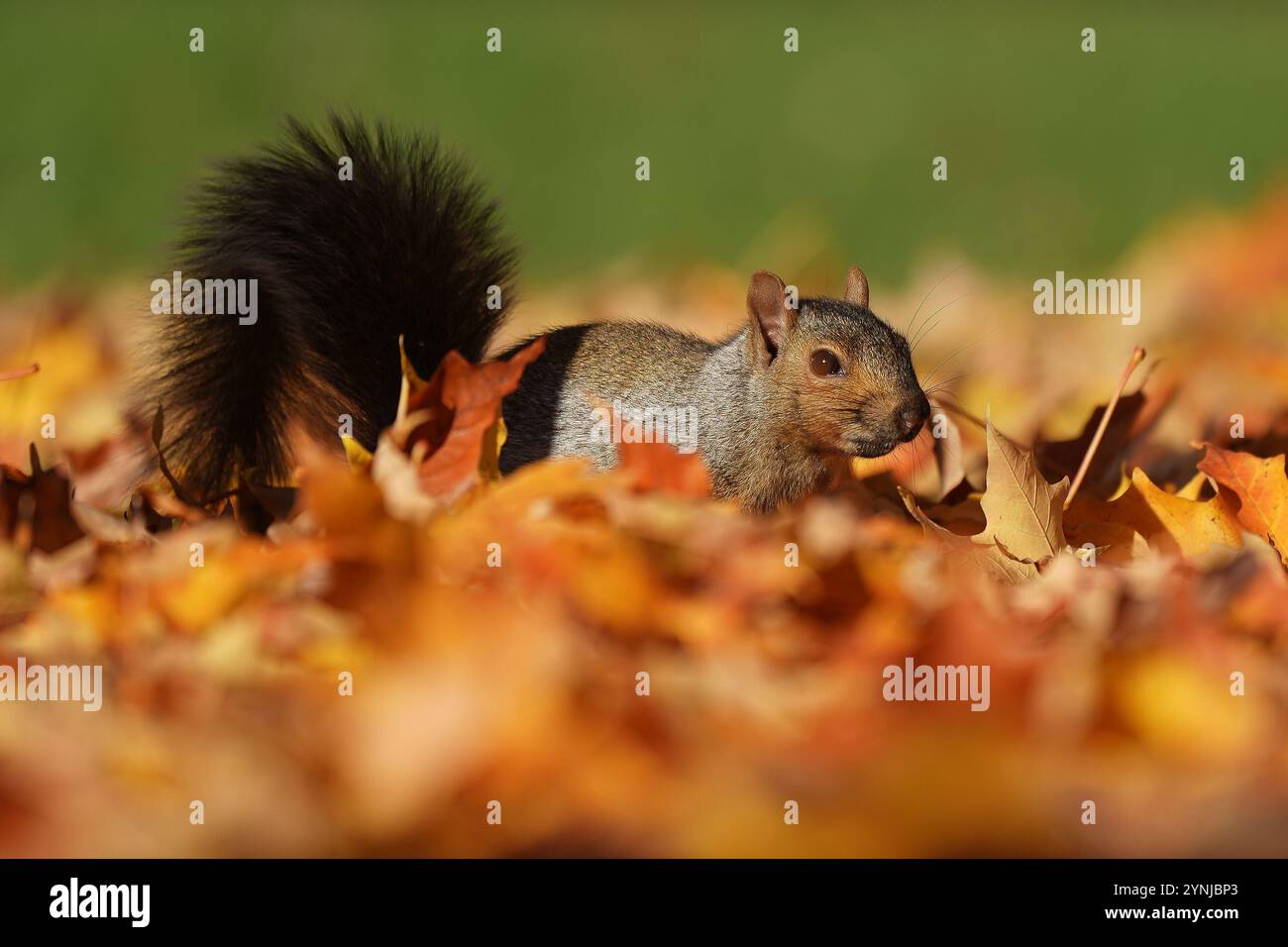 Squirrel with autumn leaves on the ground. Stock Photo