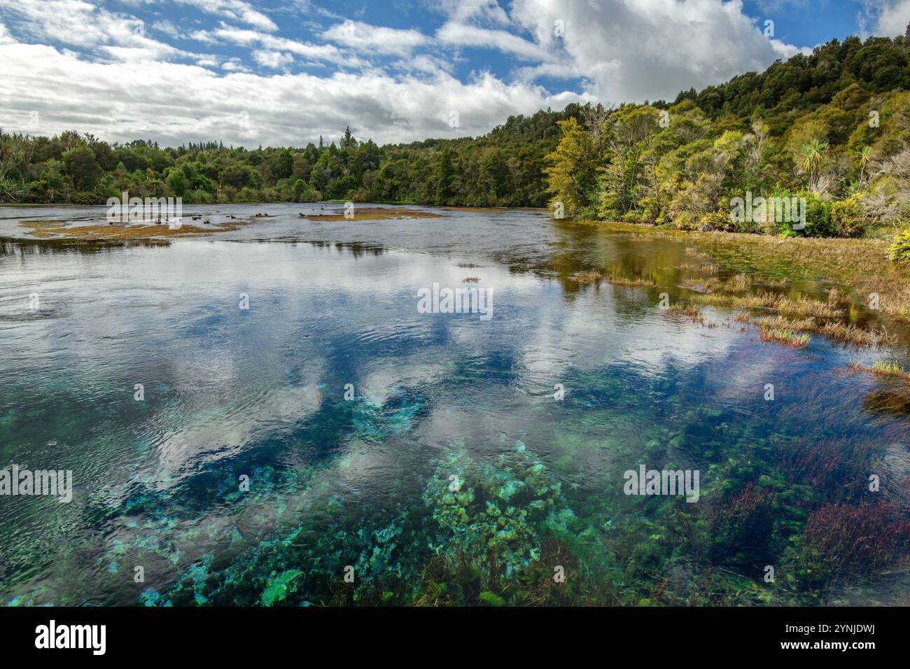 New Zealand, South Island,Takaka, Golden Bay, Te Waikoropupu Springs Stock Photo