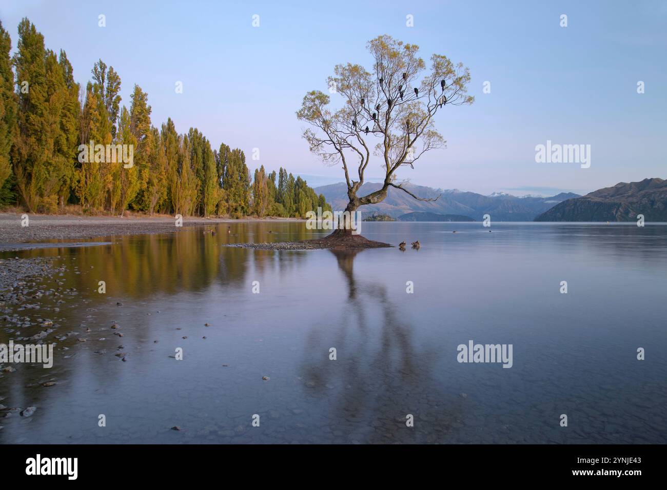 Wanaka Tree Spring Wanaka tree southern alps hi-res stock photography and images - Alamy