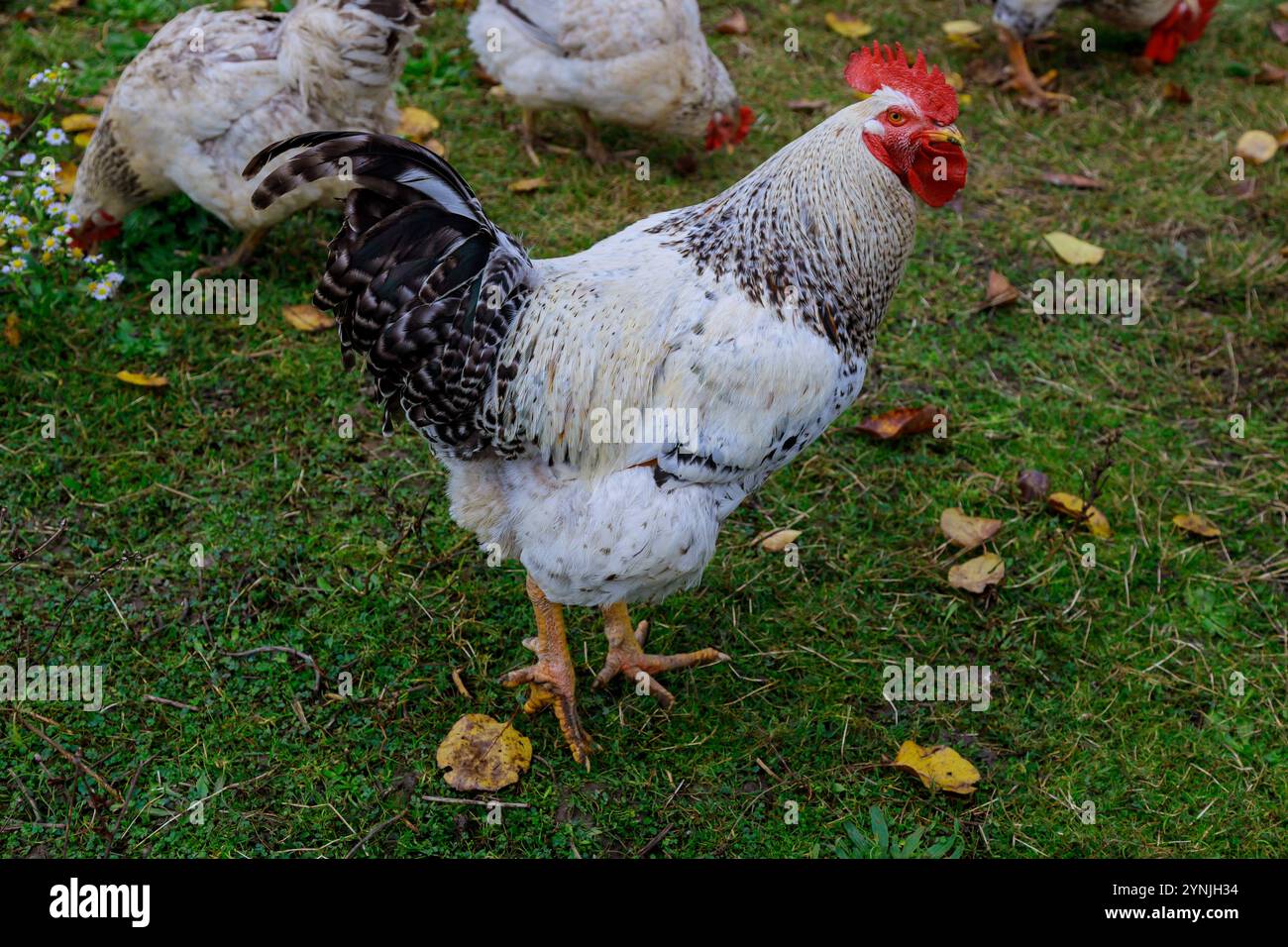 A happy rooster perched on a fence post, surrounded by a flock of hens and a serene landscape