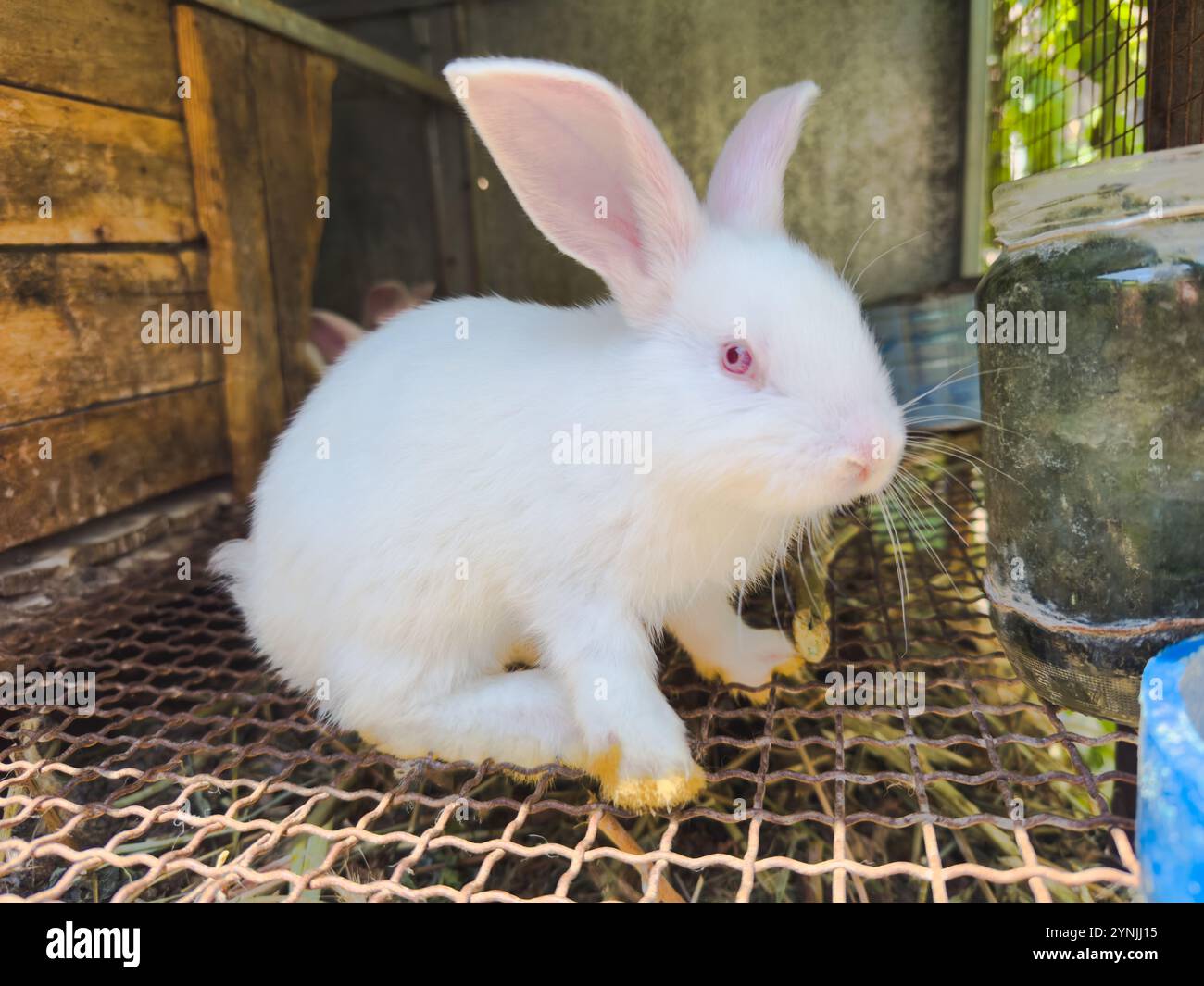 White small feeding rabbit on animal farm in rabbit hutch, barn ranch ...