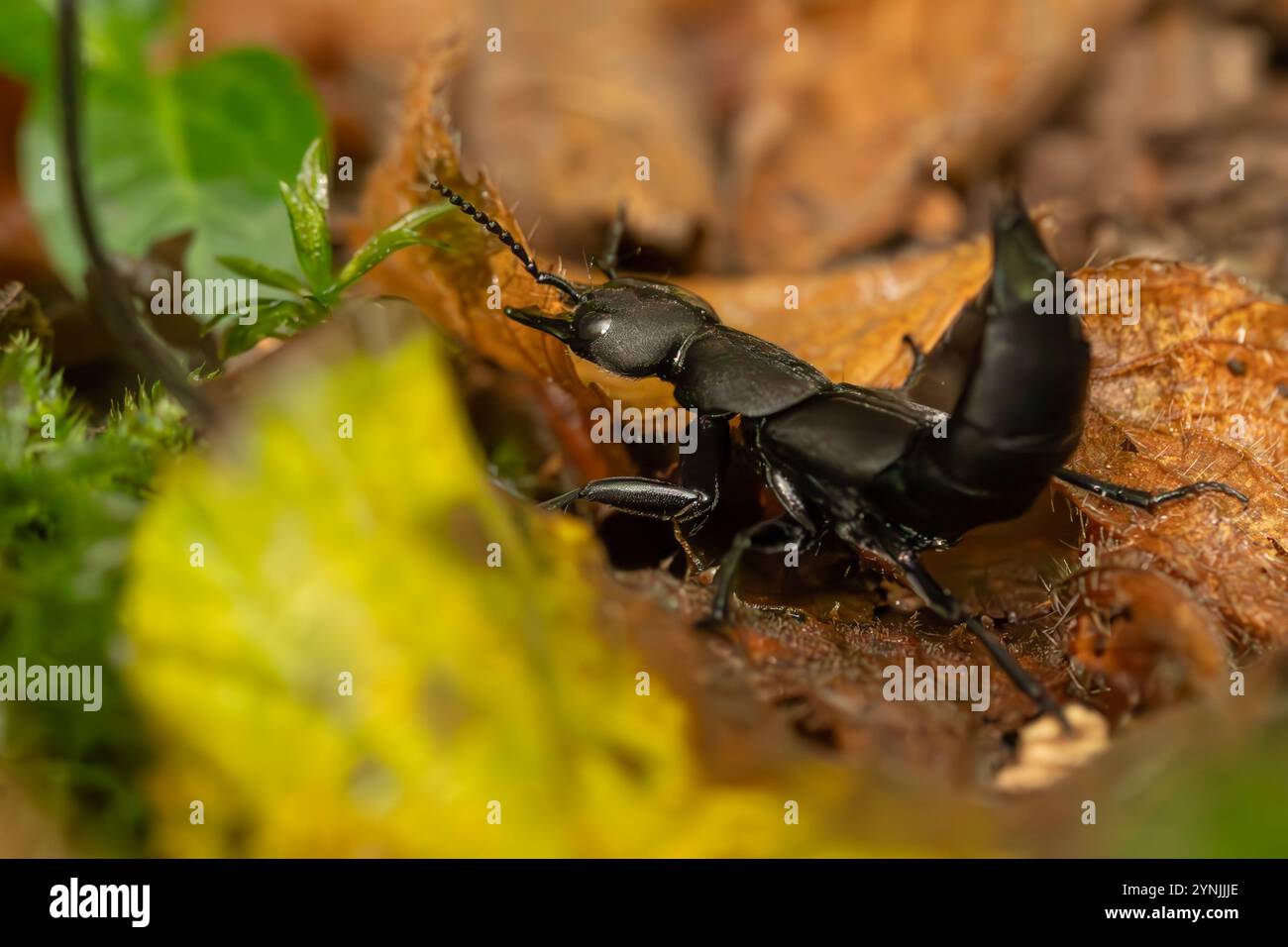 devil-s-coach-horse-beetle-staphylinus-olens-in-defensive-posture-on