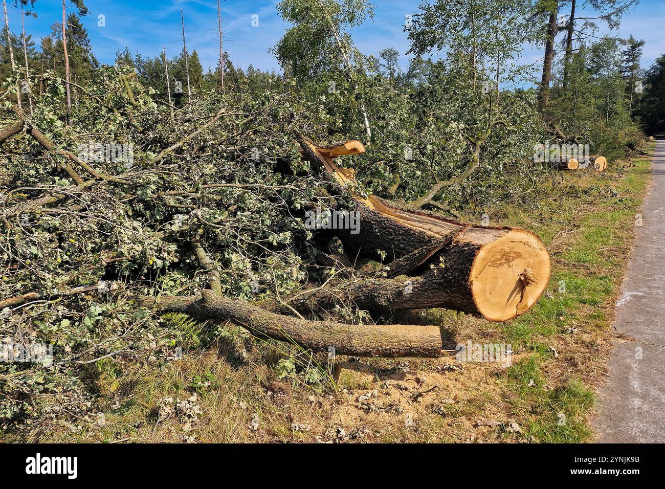 Cleared Tree Path Block Track blocked by fallen tree hi-res stock photography and images - Alamy