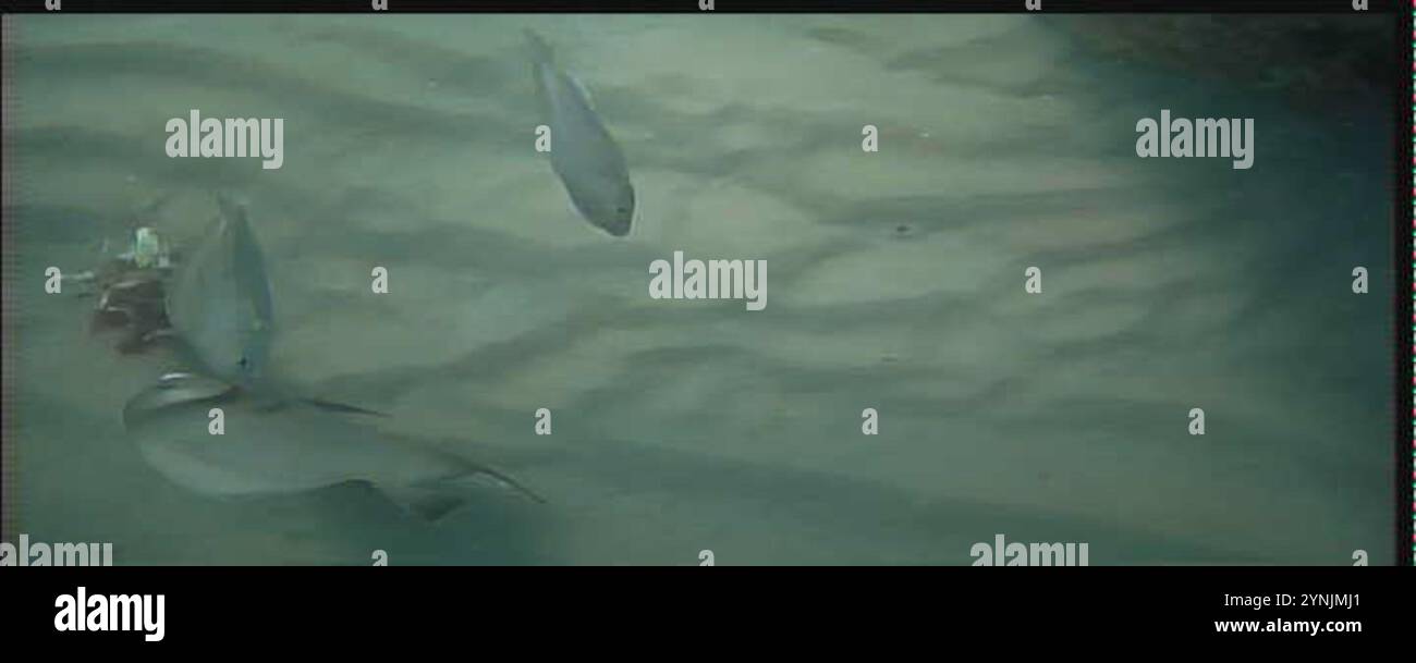 Ray-finned Fishes (Actinopterygii Stock Photo - Alamy