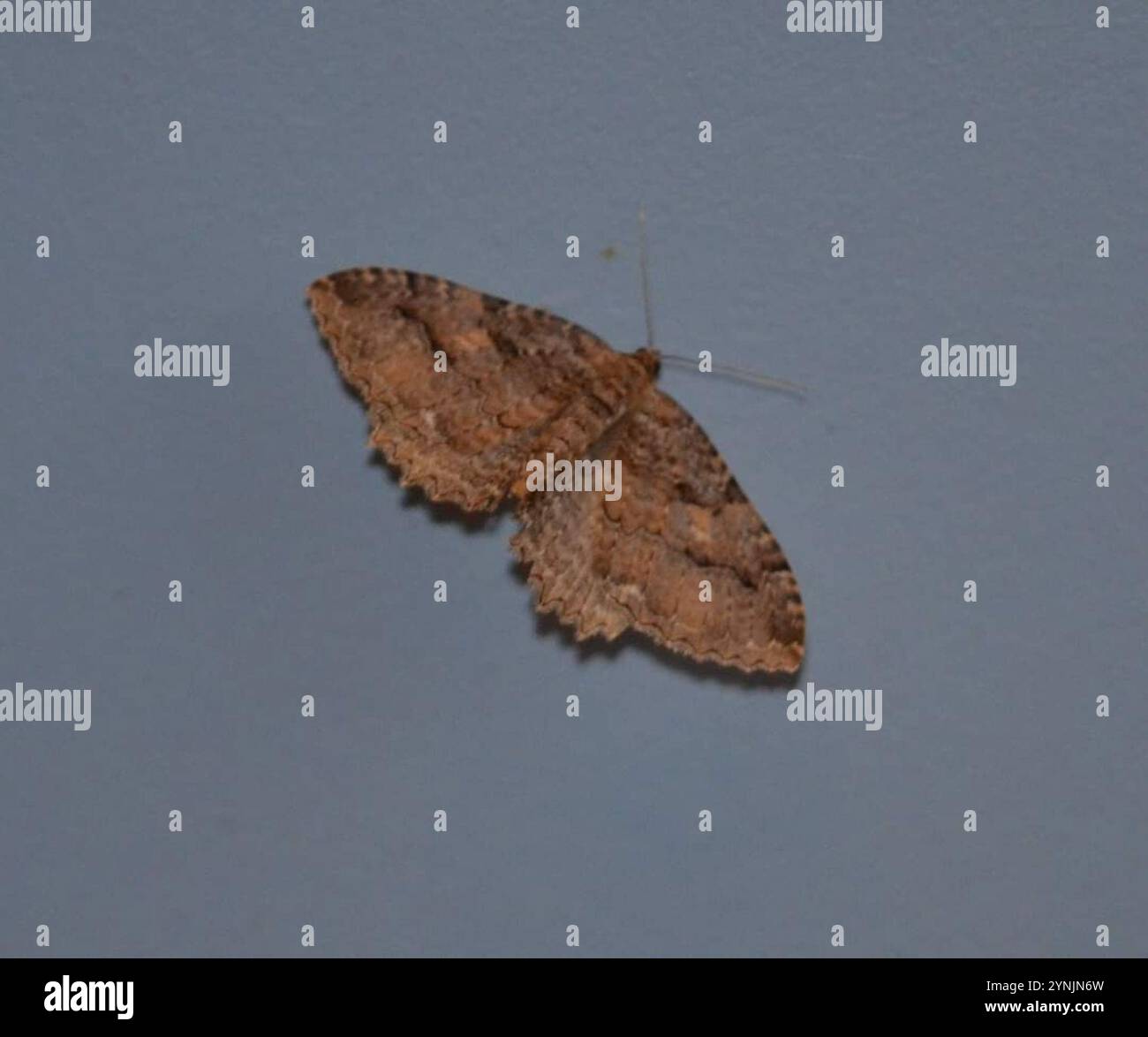 Triphosa haesitata hi-res stock photography and images - Alamy