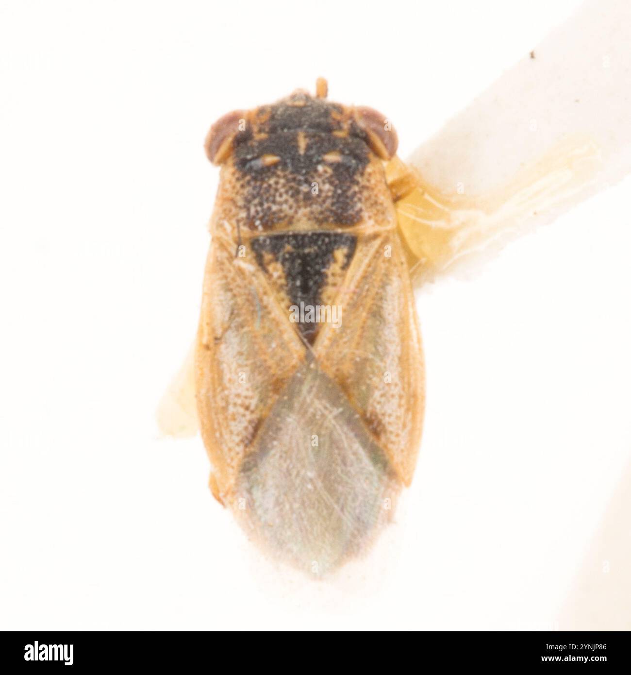 Western Big-eyed Bug (Geocoris pallens Stock Photo - Alamy