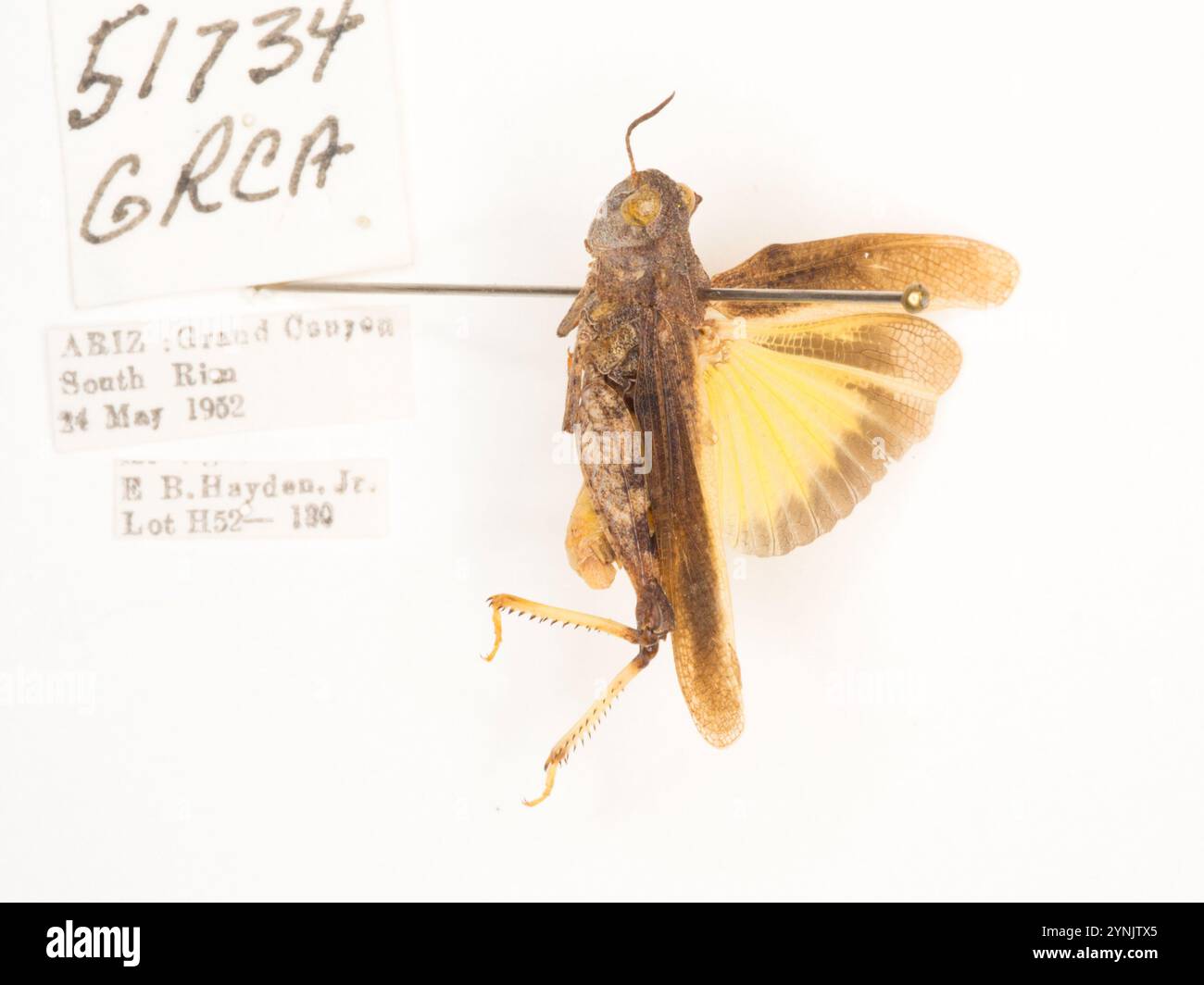 Insects Rangeland Speckle winged rangeland grasshopper hi-res stock photography and ...