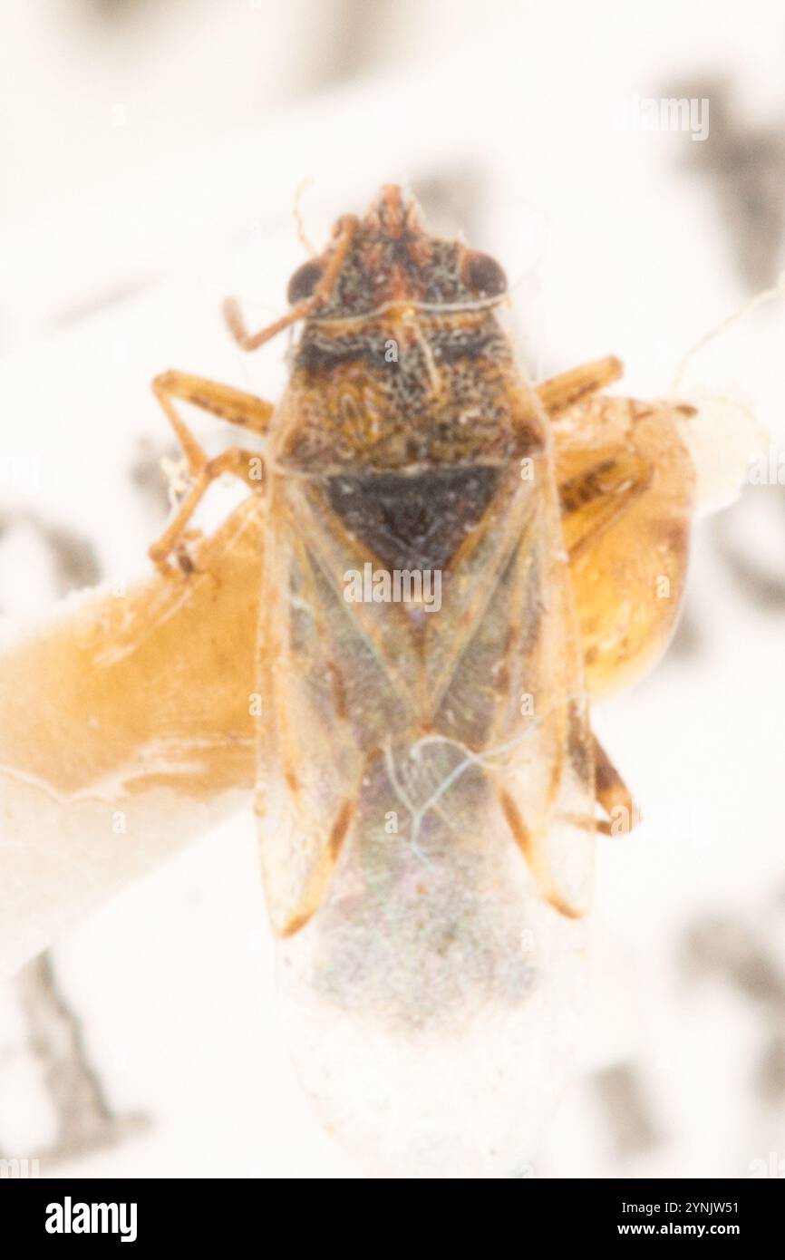 Nysus Insect False chinch bug hi-res stock photography and images - Alamy