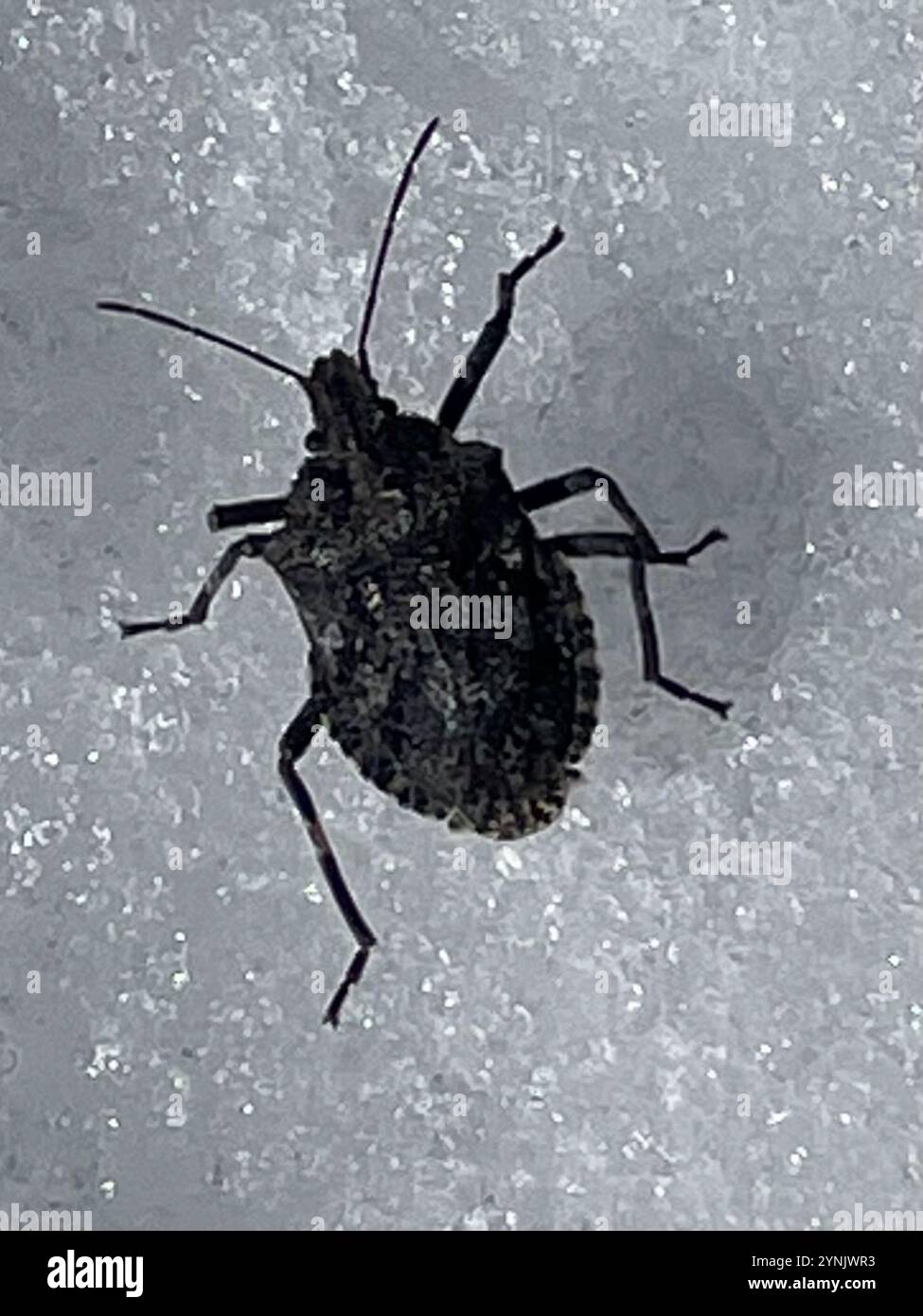 Rough Stink Bugs Brochymena Stock Photo Alamy