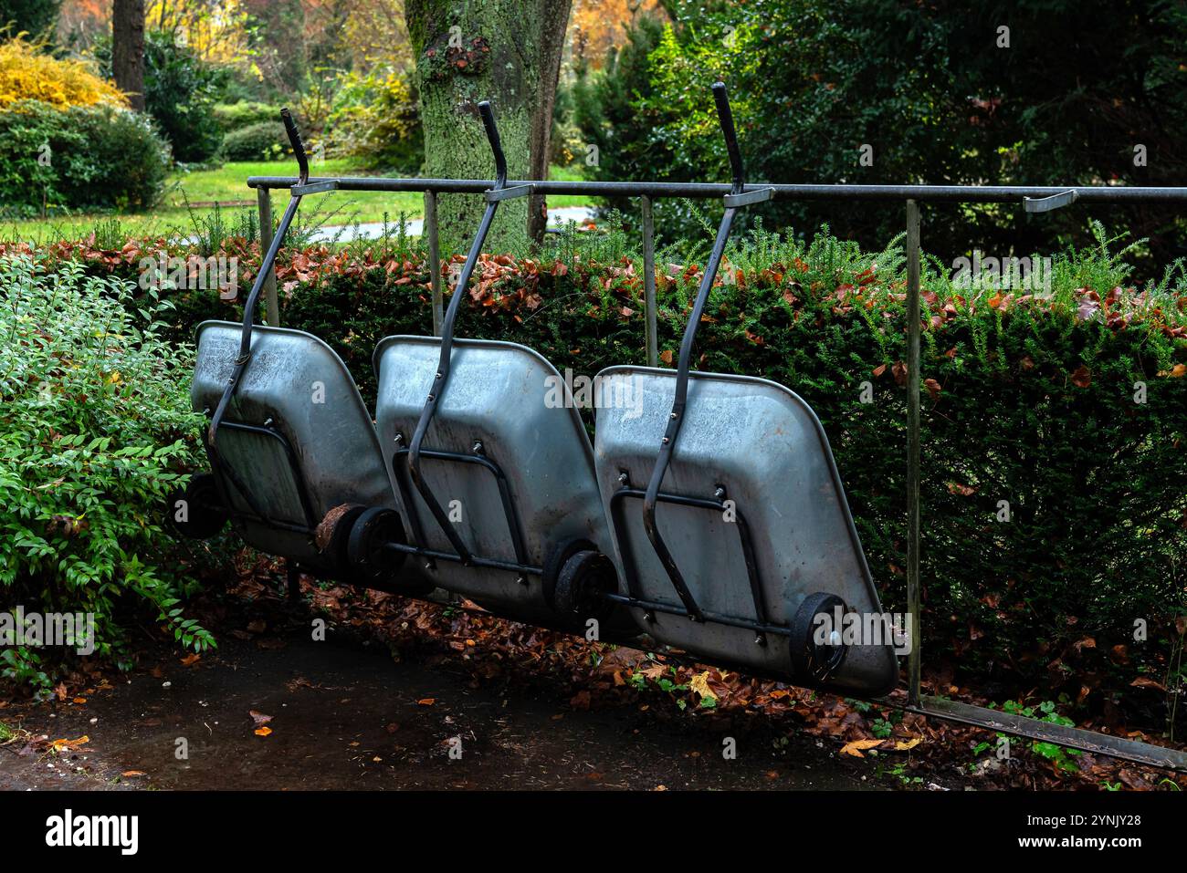 Three wheelbarrows are hanging on a rack surrounded by lush greenery ...