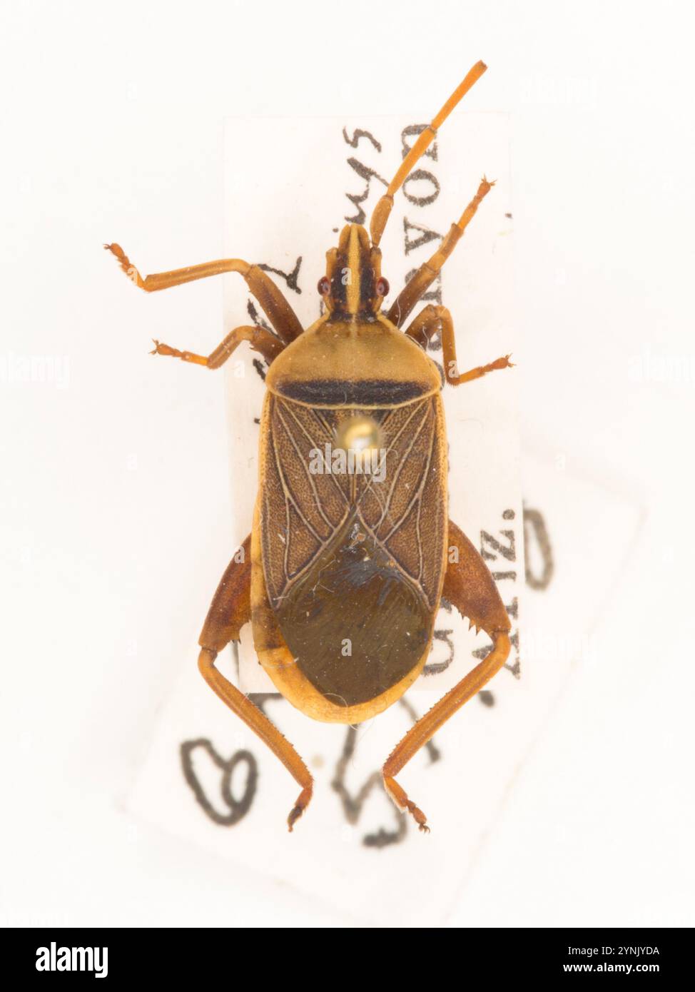 Coreid bug Cut Out Stock Images & Pictures - Alamy