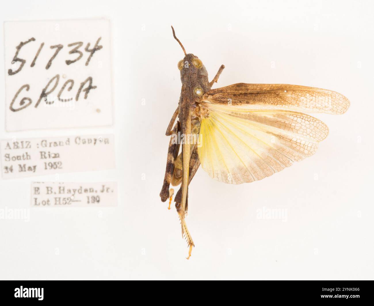 Insects Rangeland Speckle winged rangeland grasshopper hi-res stock photography and ...