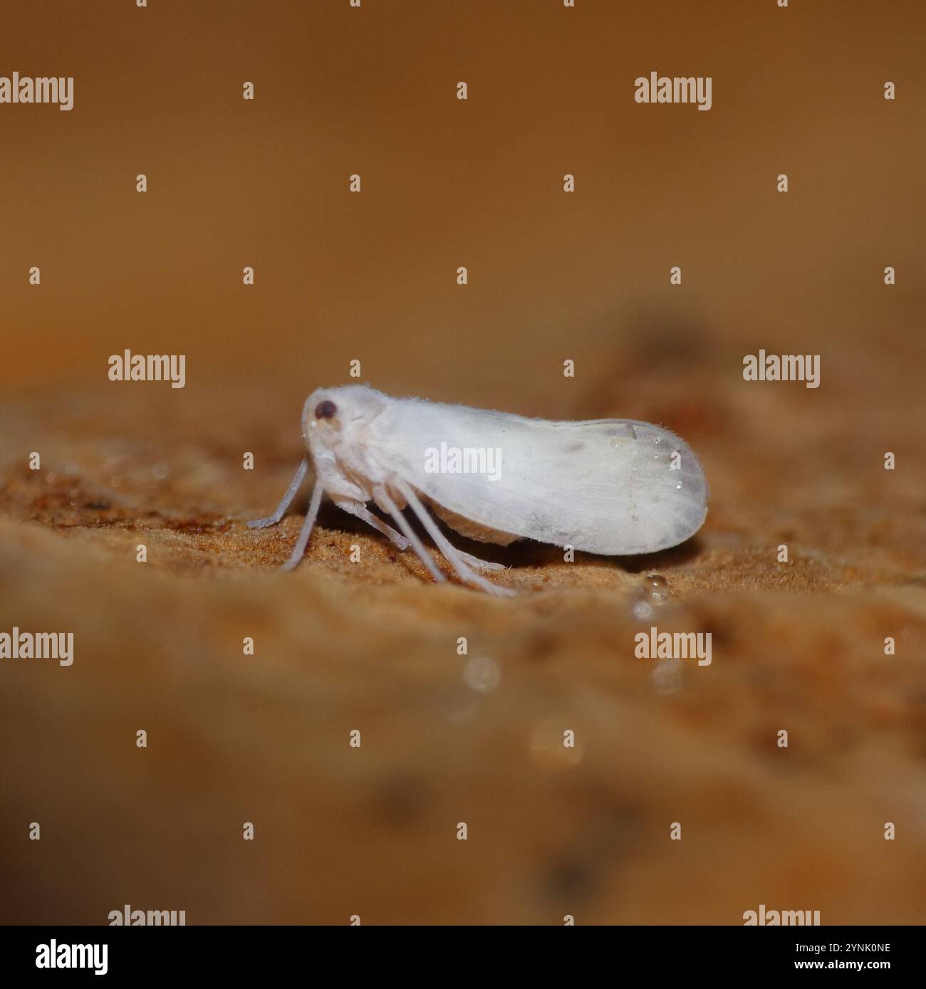 Derbidae Insect Derbid planthoppers hi-res stock photography and images - Alamy