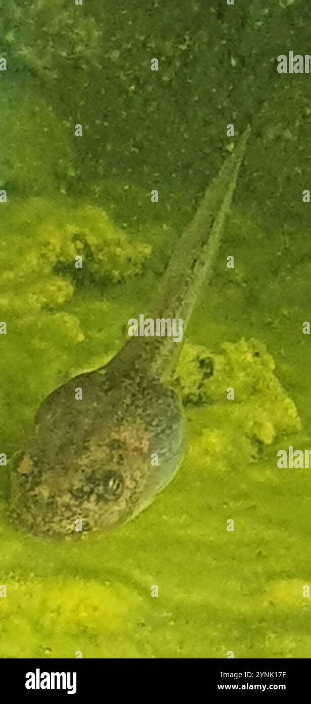 Frogs and Toads (Anura Stock Photo - Alamy