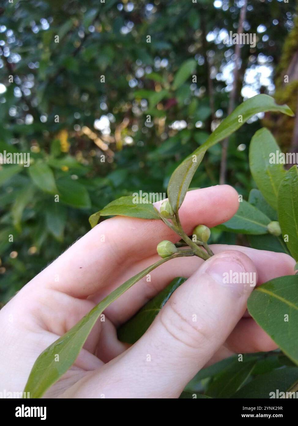 California bay (Umbellularia californica Stock Photo - Alamy