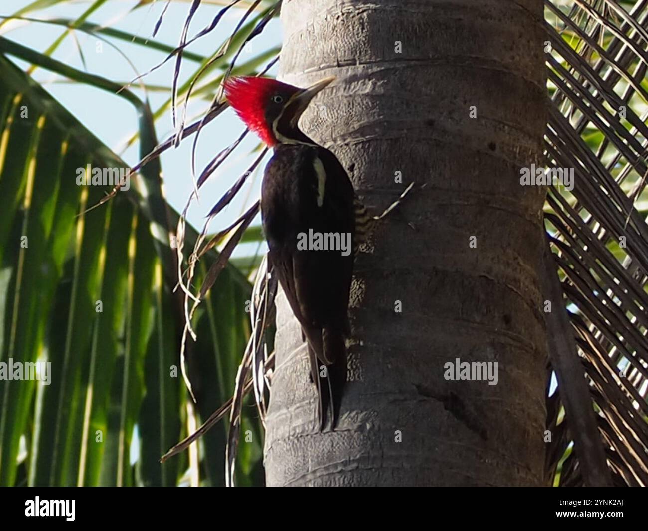 Lineated Woodpecker (Dryocopus lineatus Stock Photo - Alamy