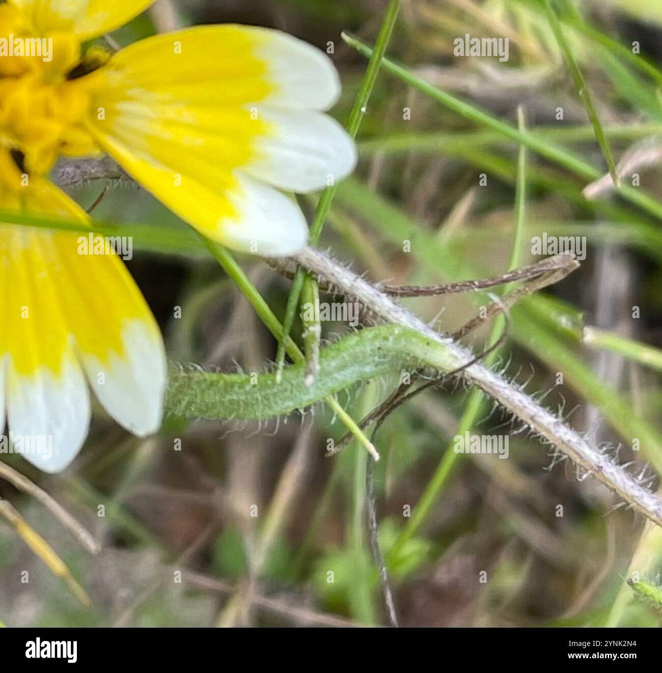 tidy tips (Layia platyglossa Stock Photo - Alamy