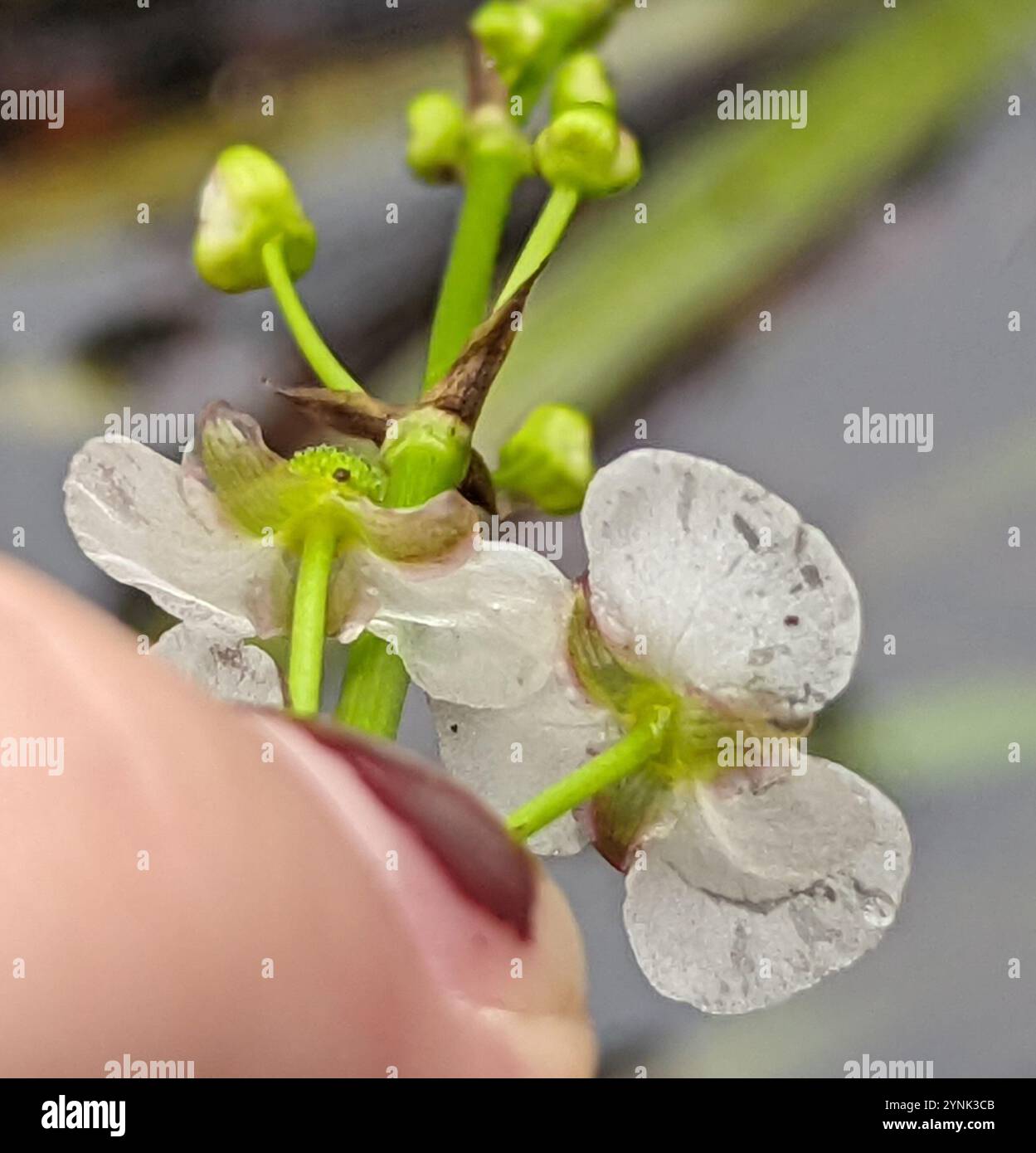 Chapman's Arrowhead (Sagittaria chapmanii) Stock Photo