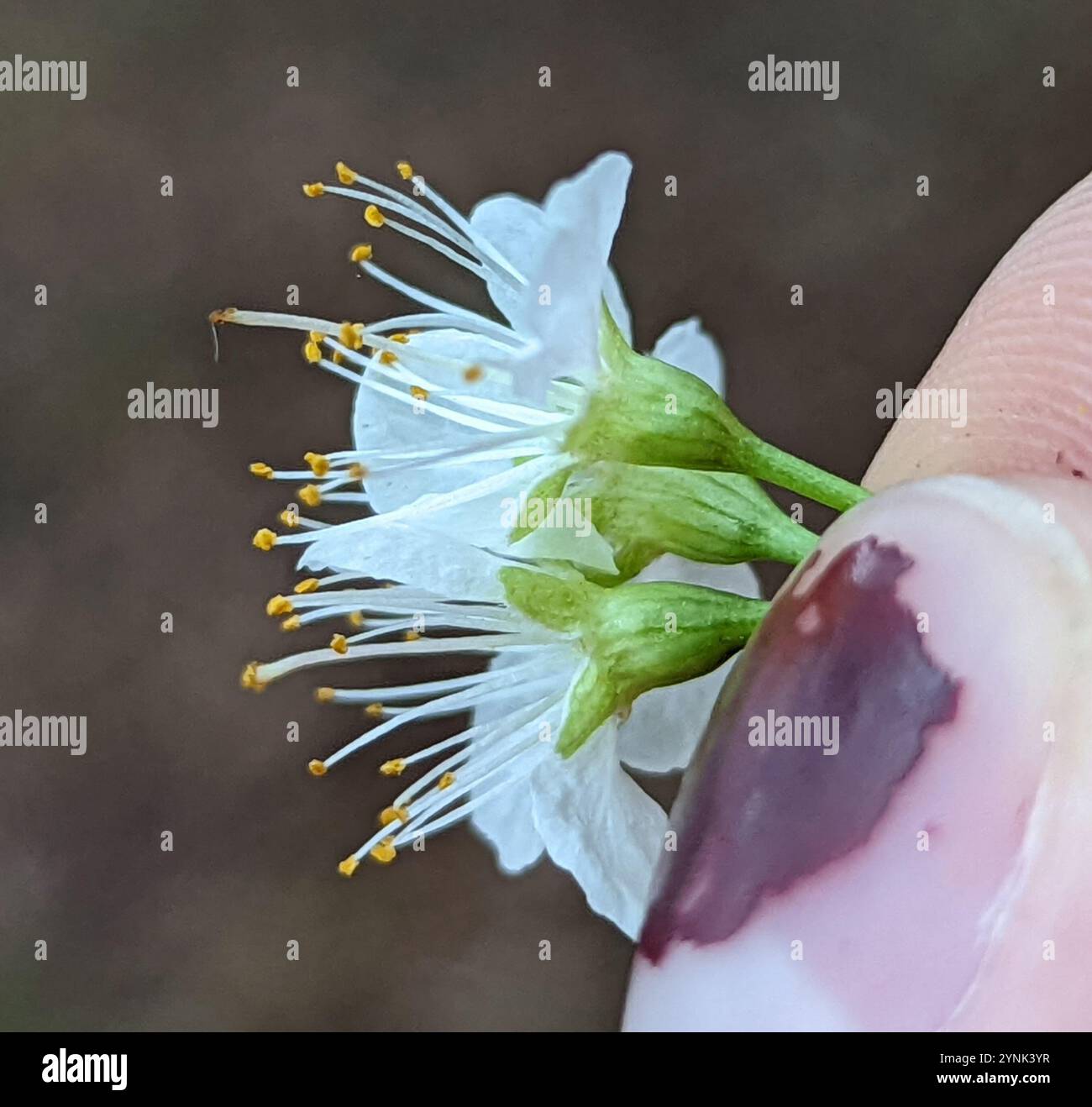 Hog Plum (Prunus umbellata Stock Photo - Alamy