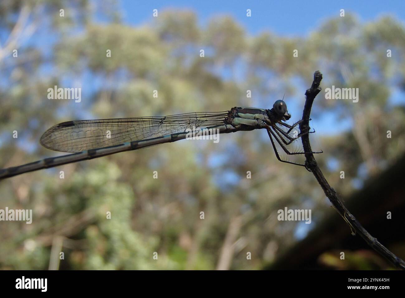 Wandering Ringtail (Austrolestes leda Stock Photo - Alamy