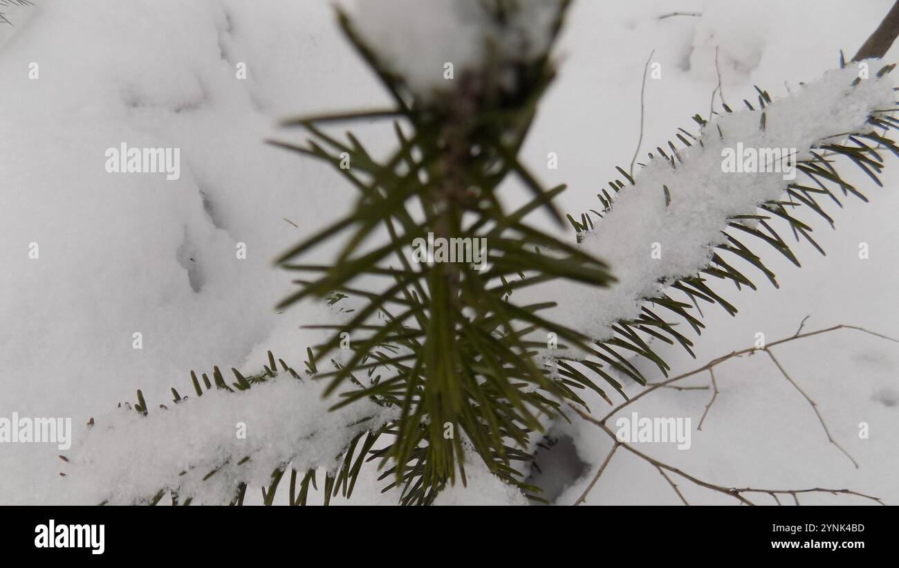 WHAT IS SIBERIAN FIR visual data 4