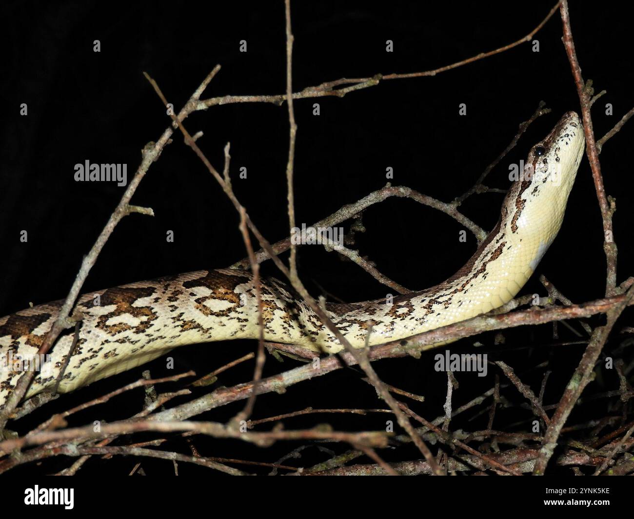 Dumeril's Boa (Acrantophis dumerili Stock Photo - Alamy