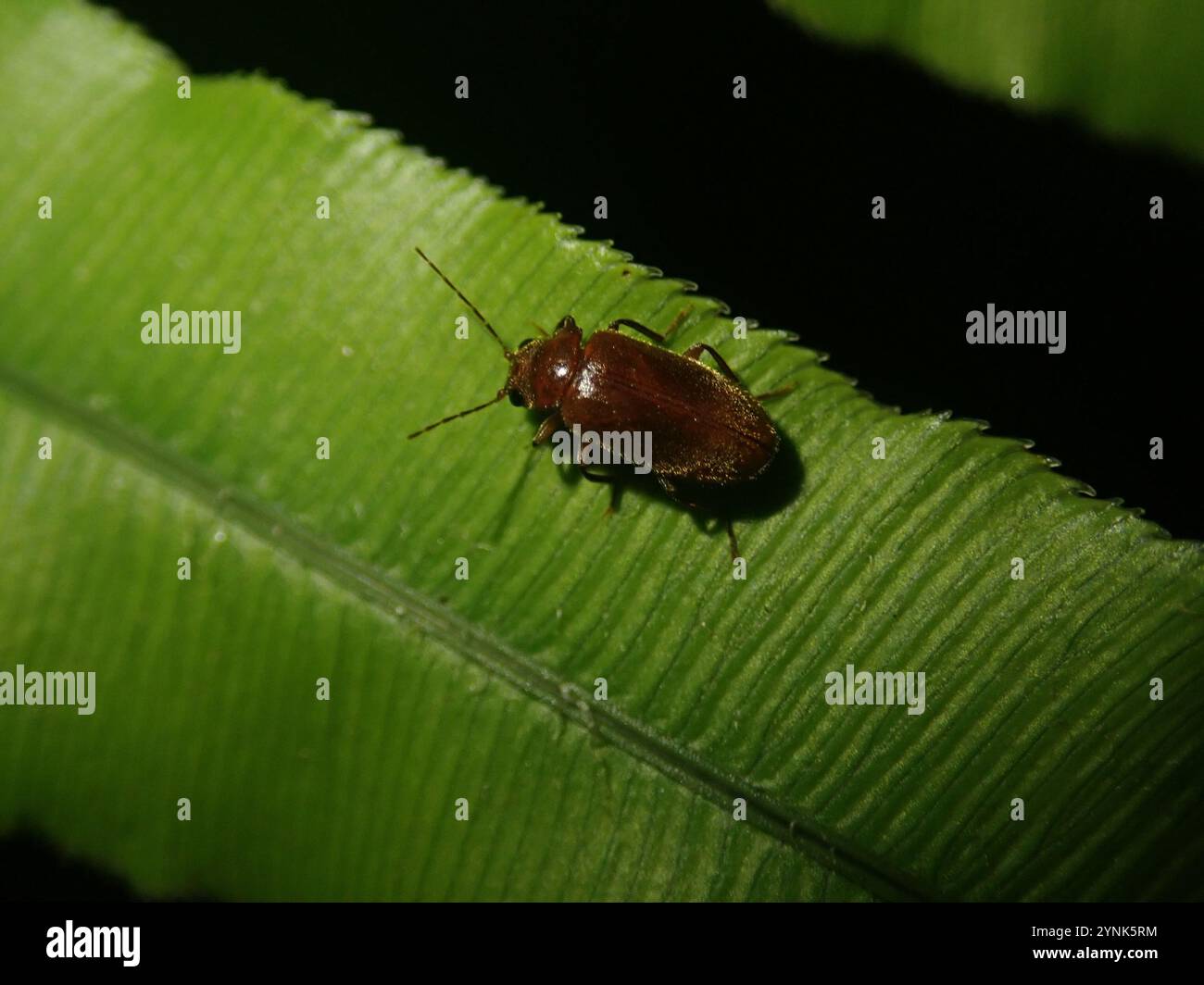 Marsh Beetles (Scirtidae Stock Photo - Alamy