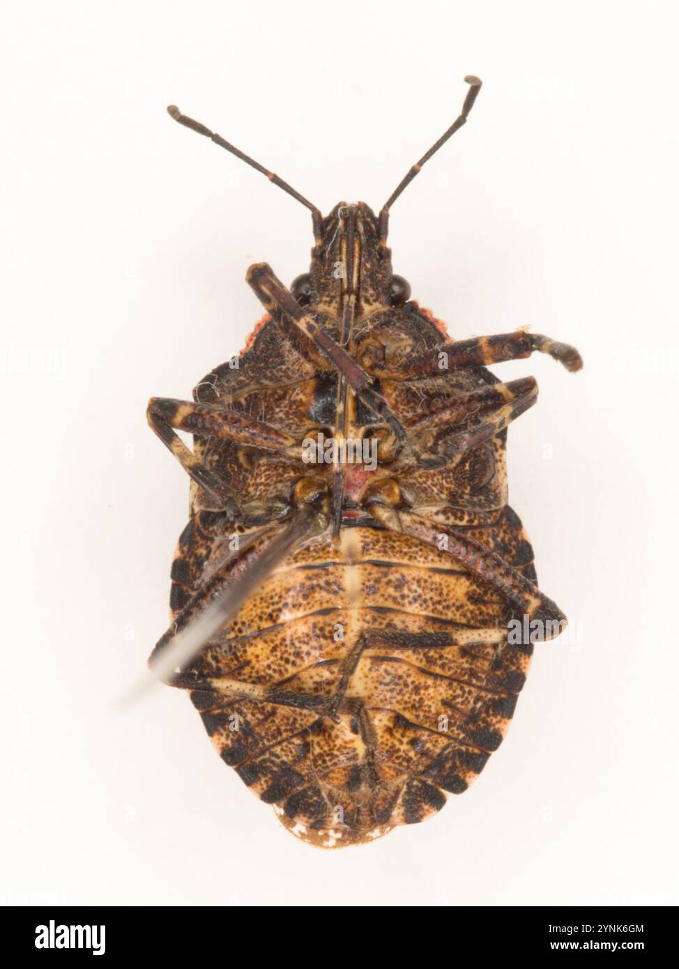 Rough Stink Bugs Brochymena Stock Photo Alamy