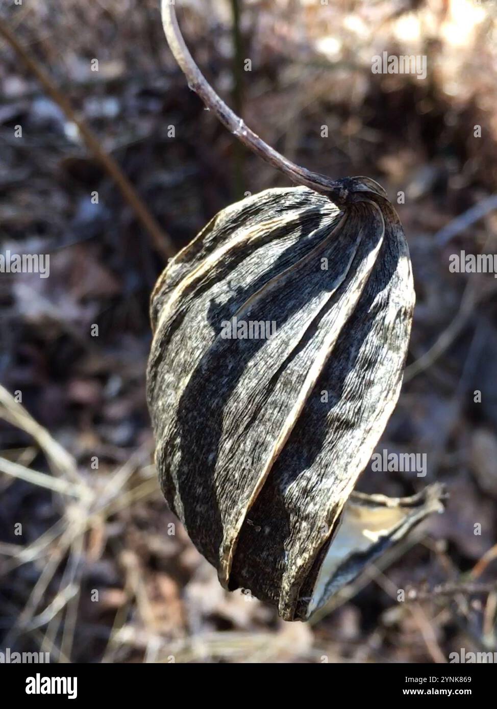 Suberosus hi-res stock photography and images - Alamy