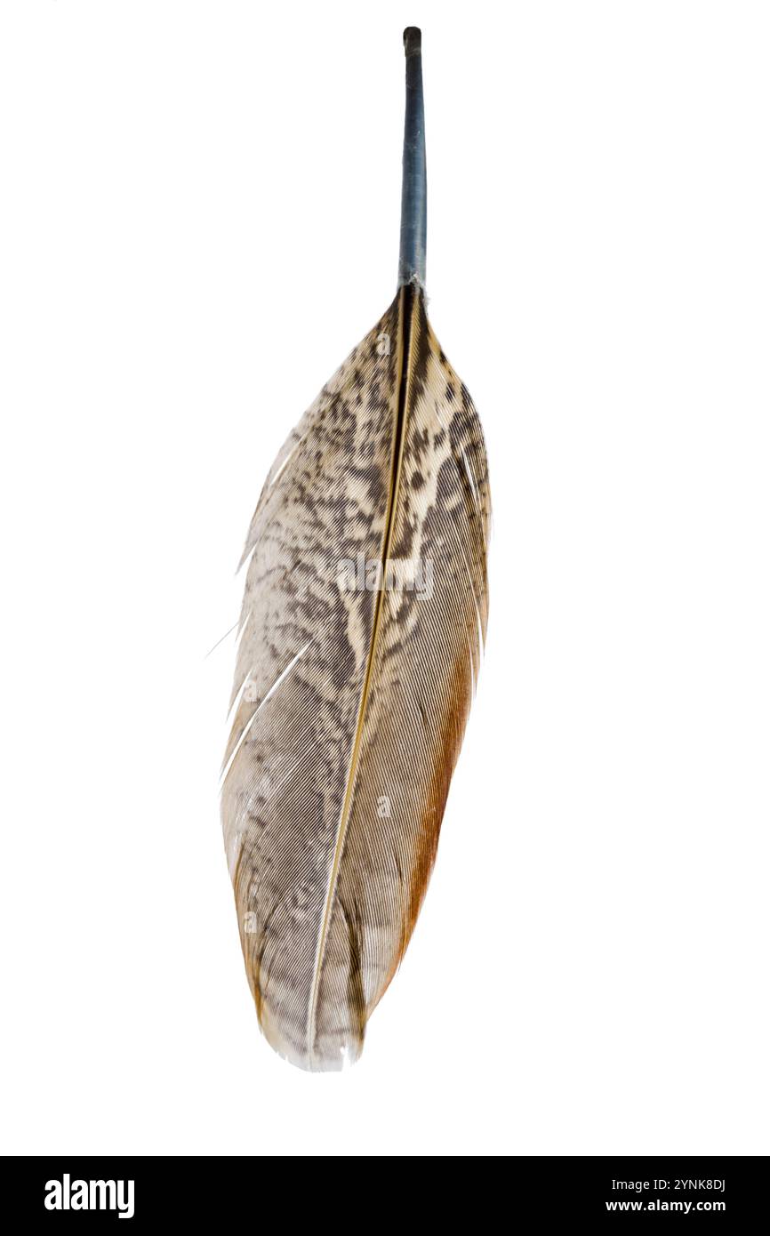 bird feather isolated on white background Stock Photo - Alamy