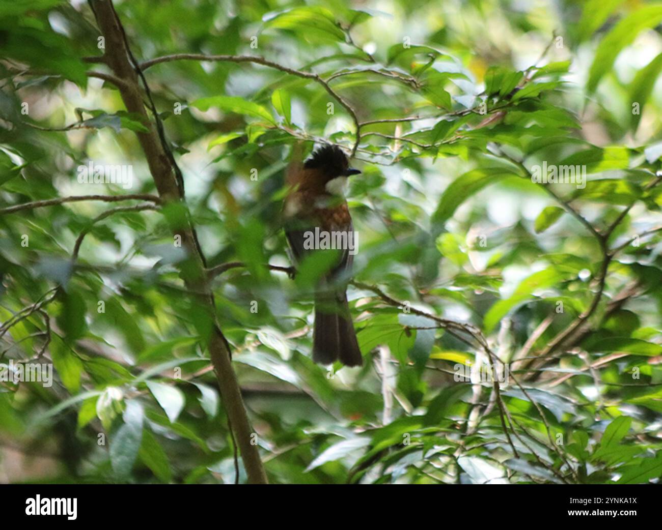Hemixos castanonotus hi-res stock photography and images - Alamy