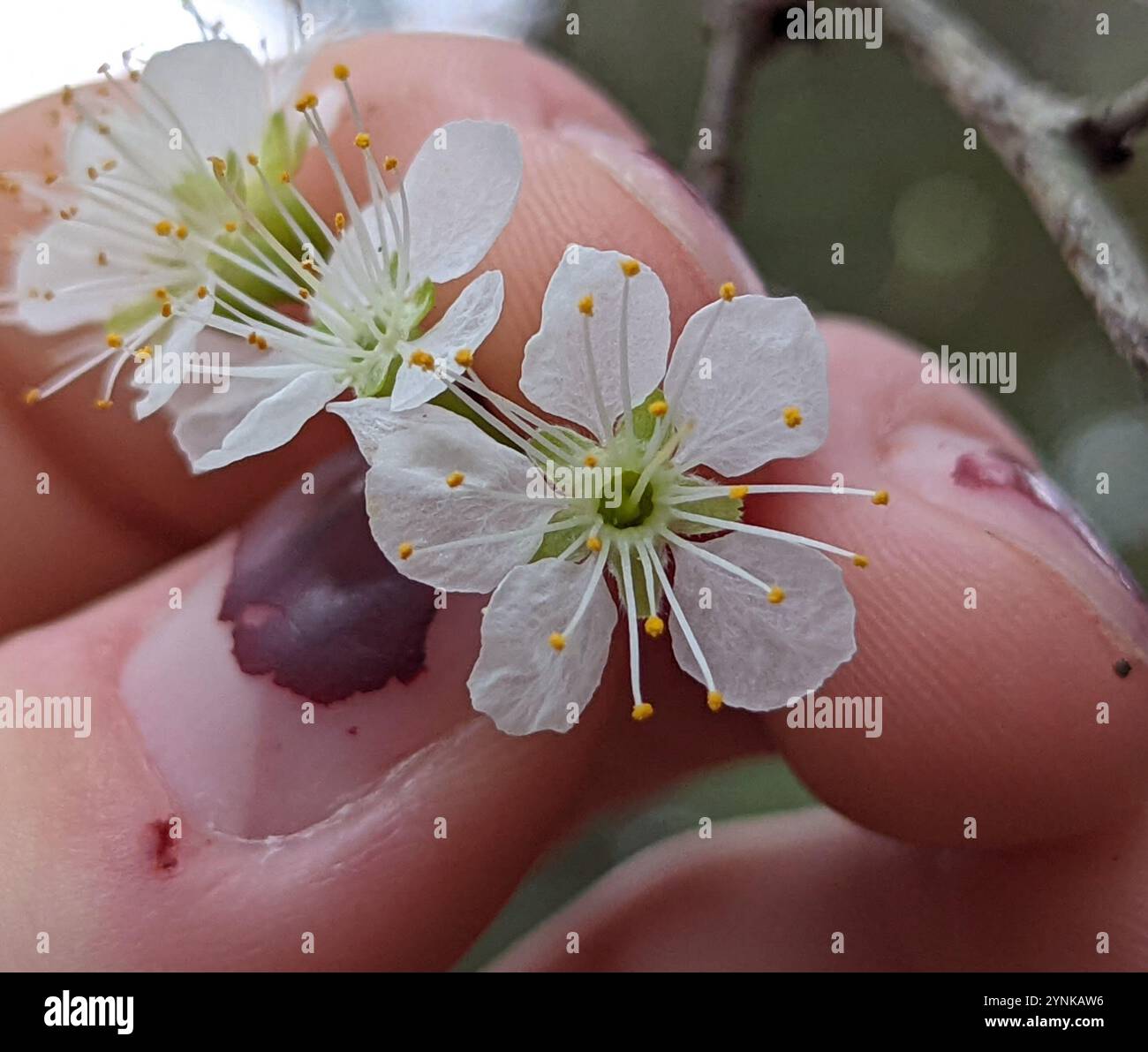 Hog Plum (Prunus umbellata Stock Photo - Alamy